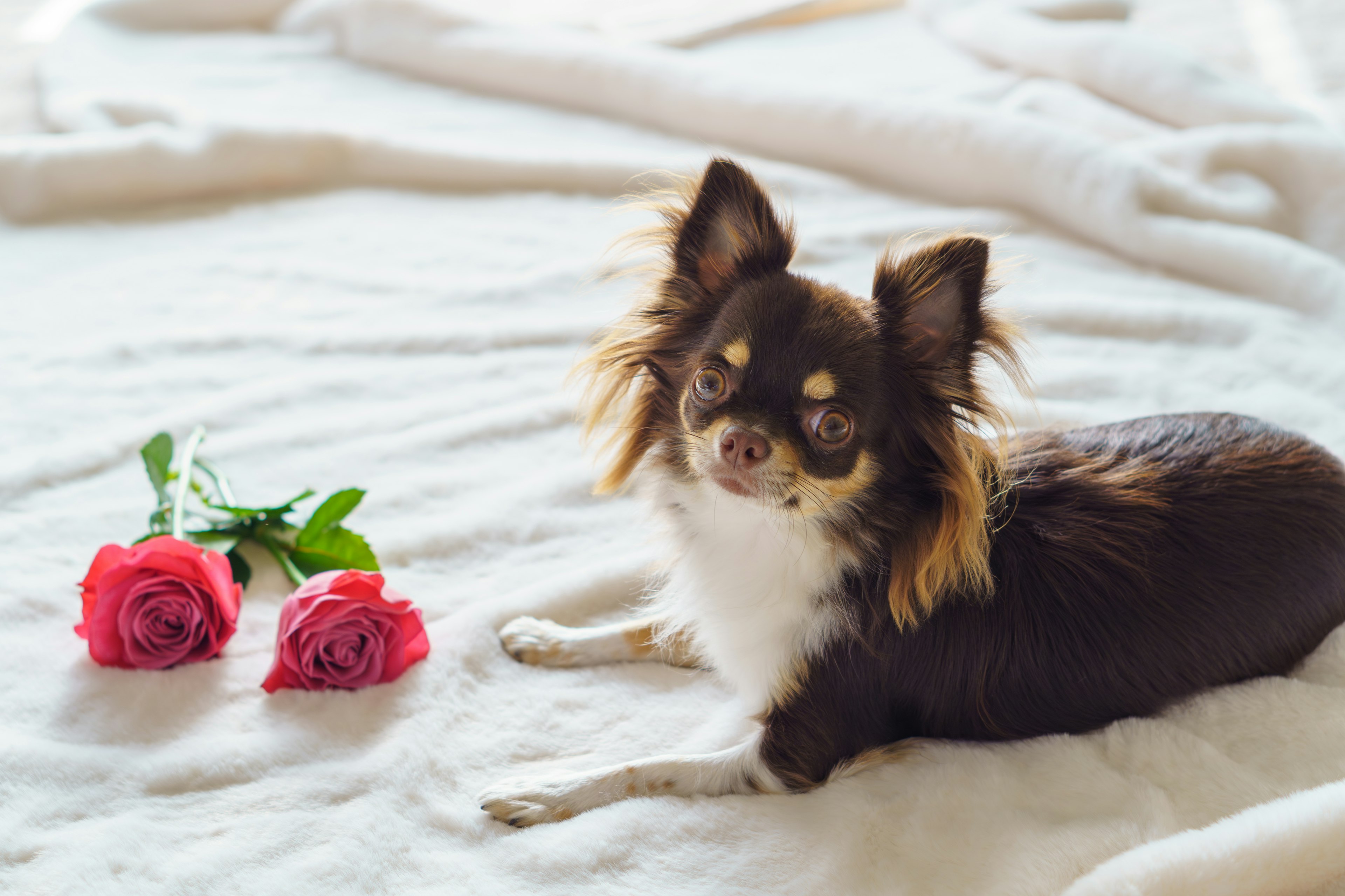 A brown Chihuahua lying next to roses on a soft blanket