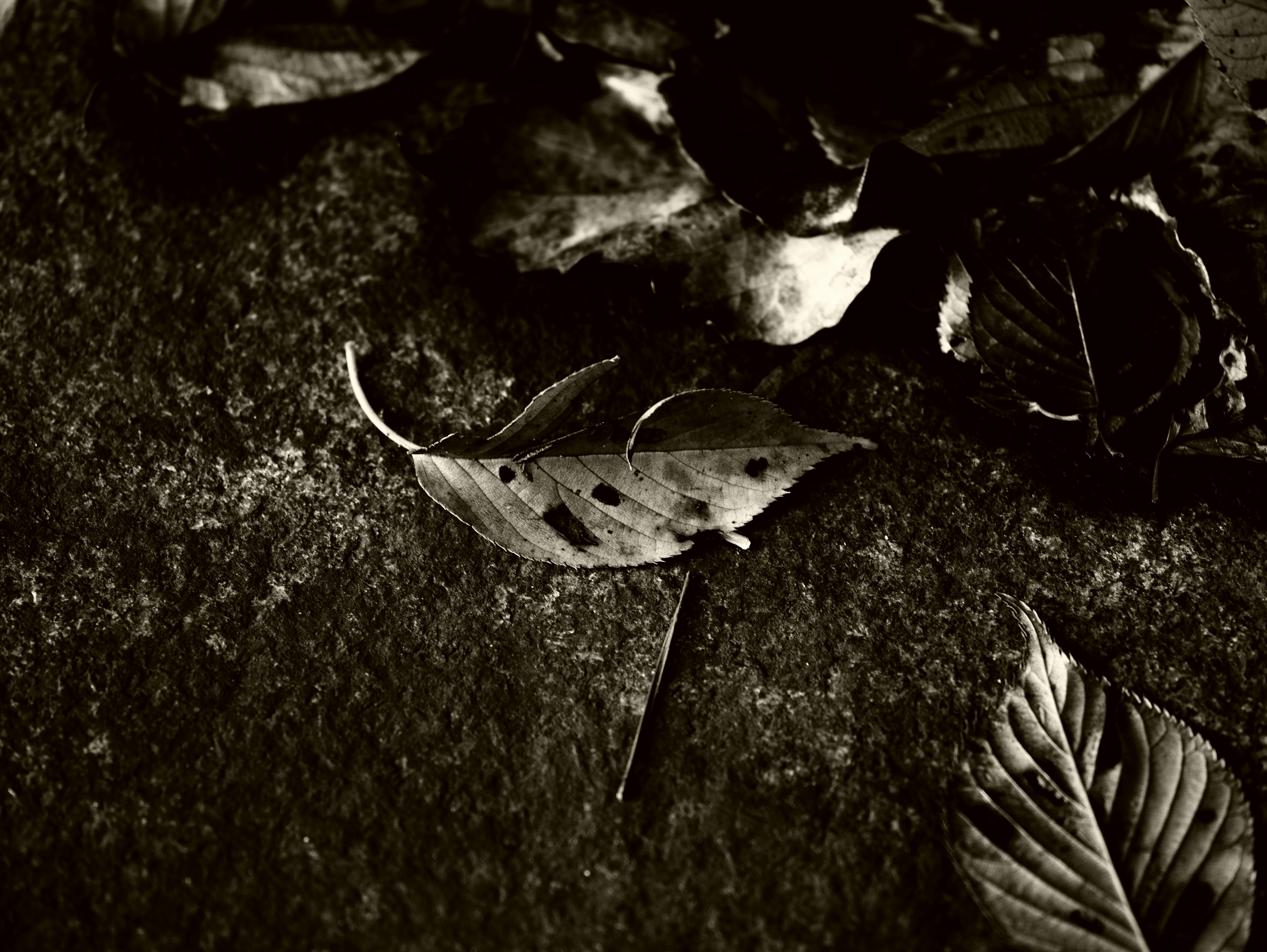 Black and white photo of fallen leaves detailed on the ground