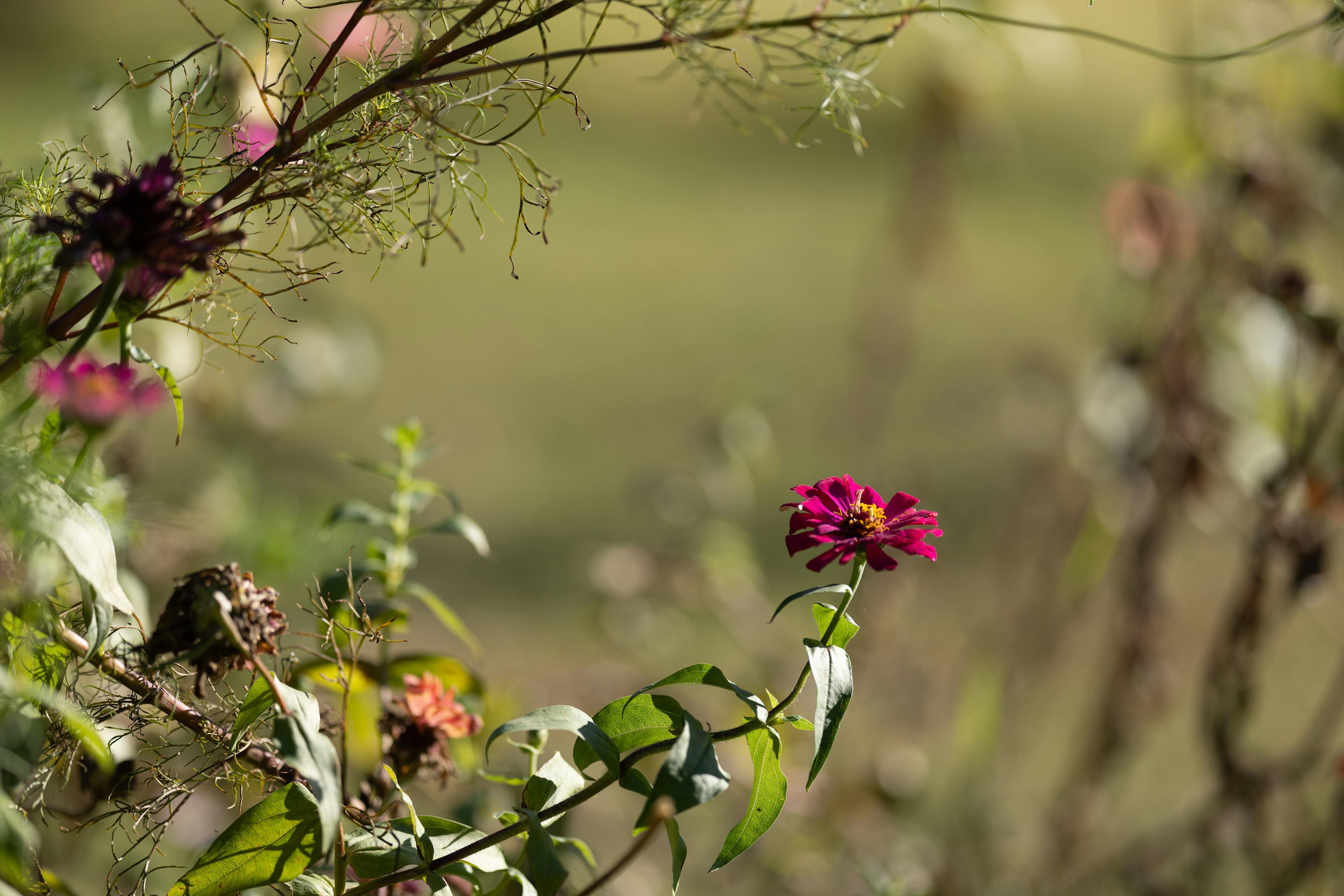 Close-up of colorful flowers in a natural setting