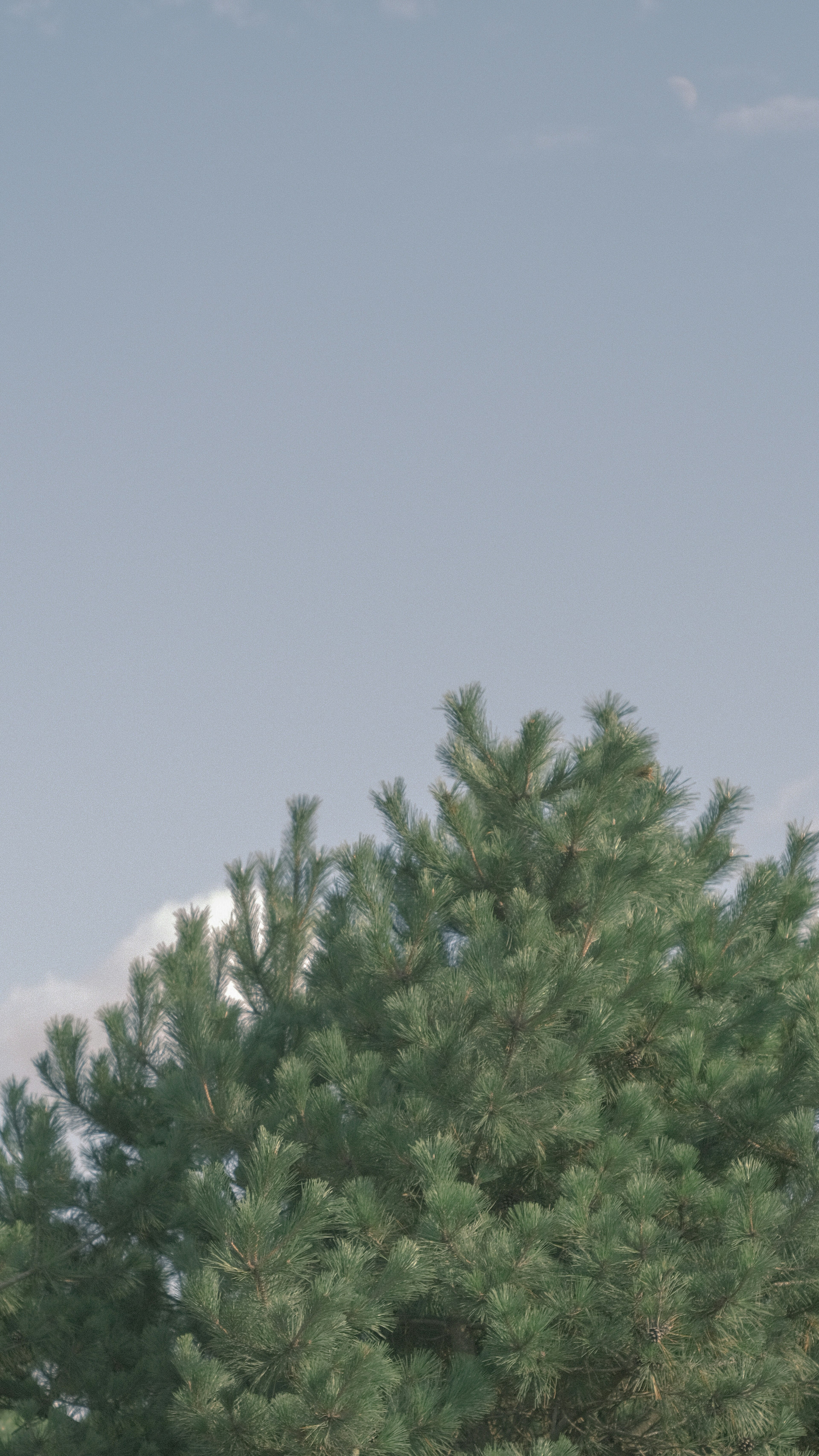 Arbre vert luxuriant contre un ciel bleu avec des nuages blancs