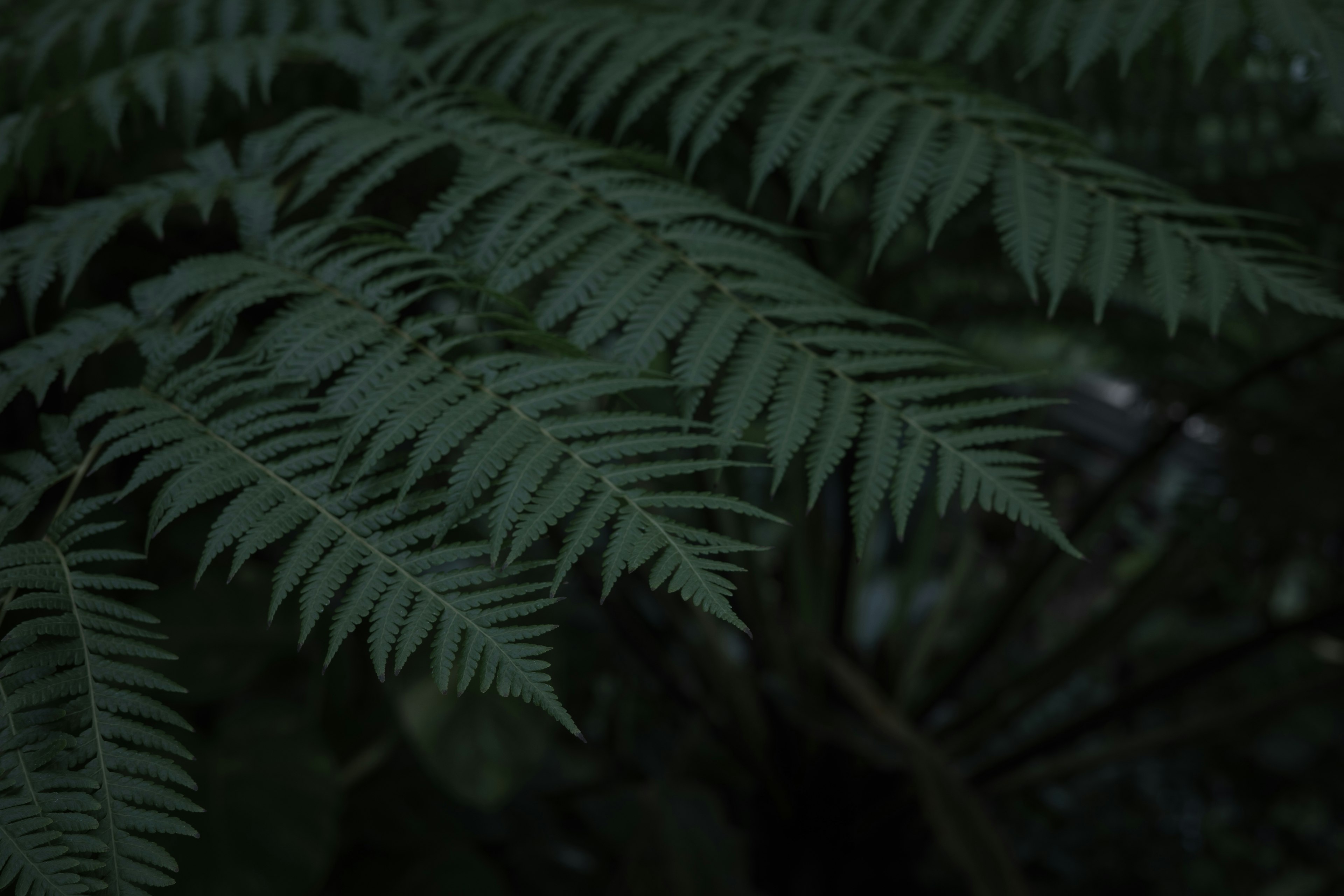 Close-up daun paku hijau di latar belakang gelap