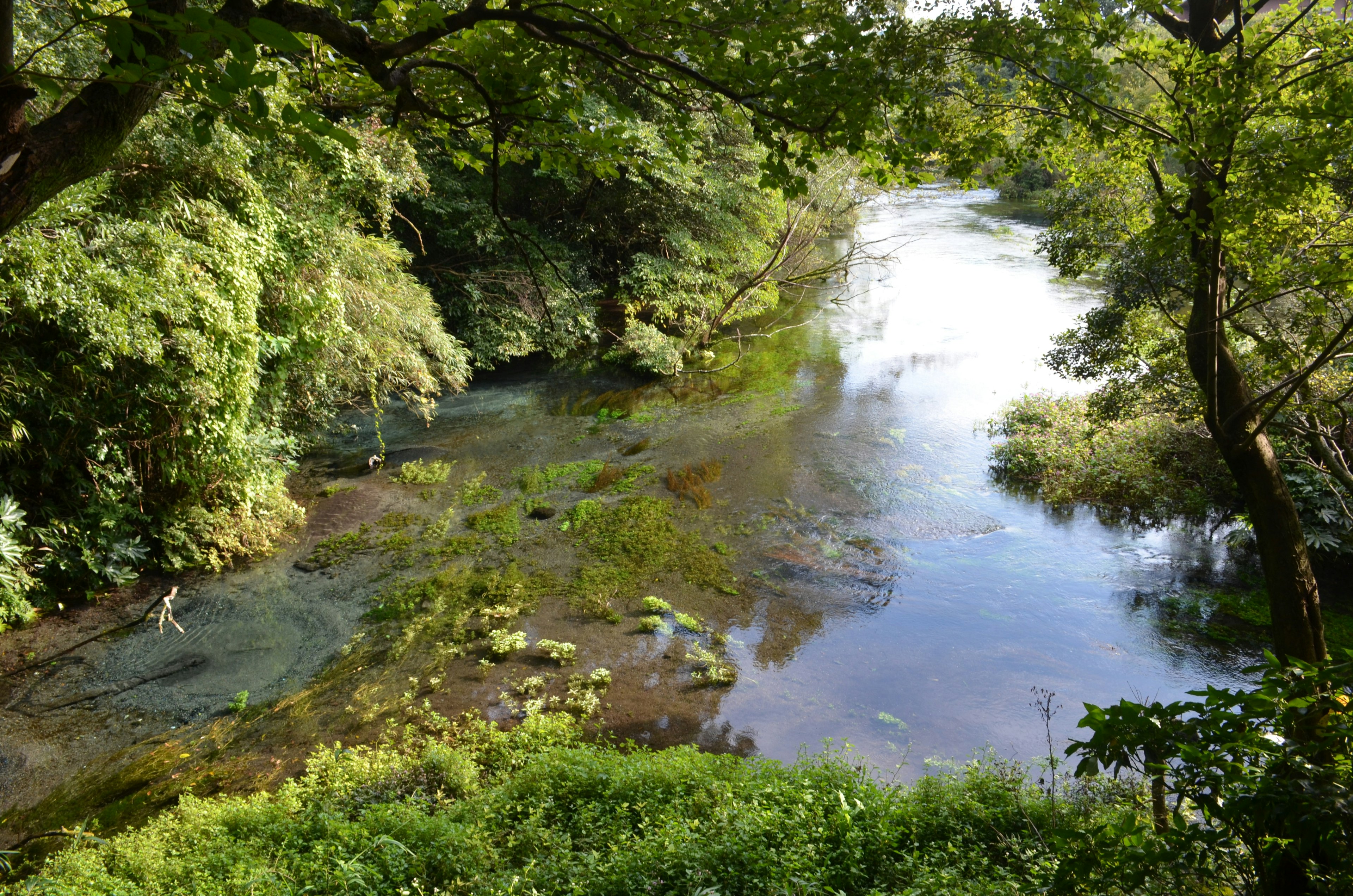 Pemandangan sungai yang tenang dikelilingi oleh pepohonan rimbun