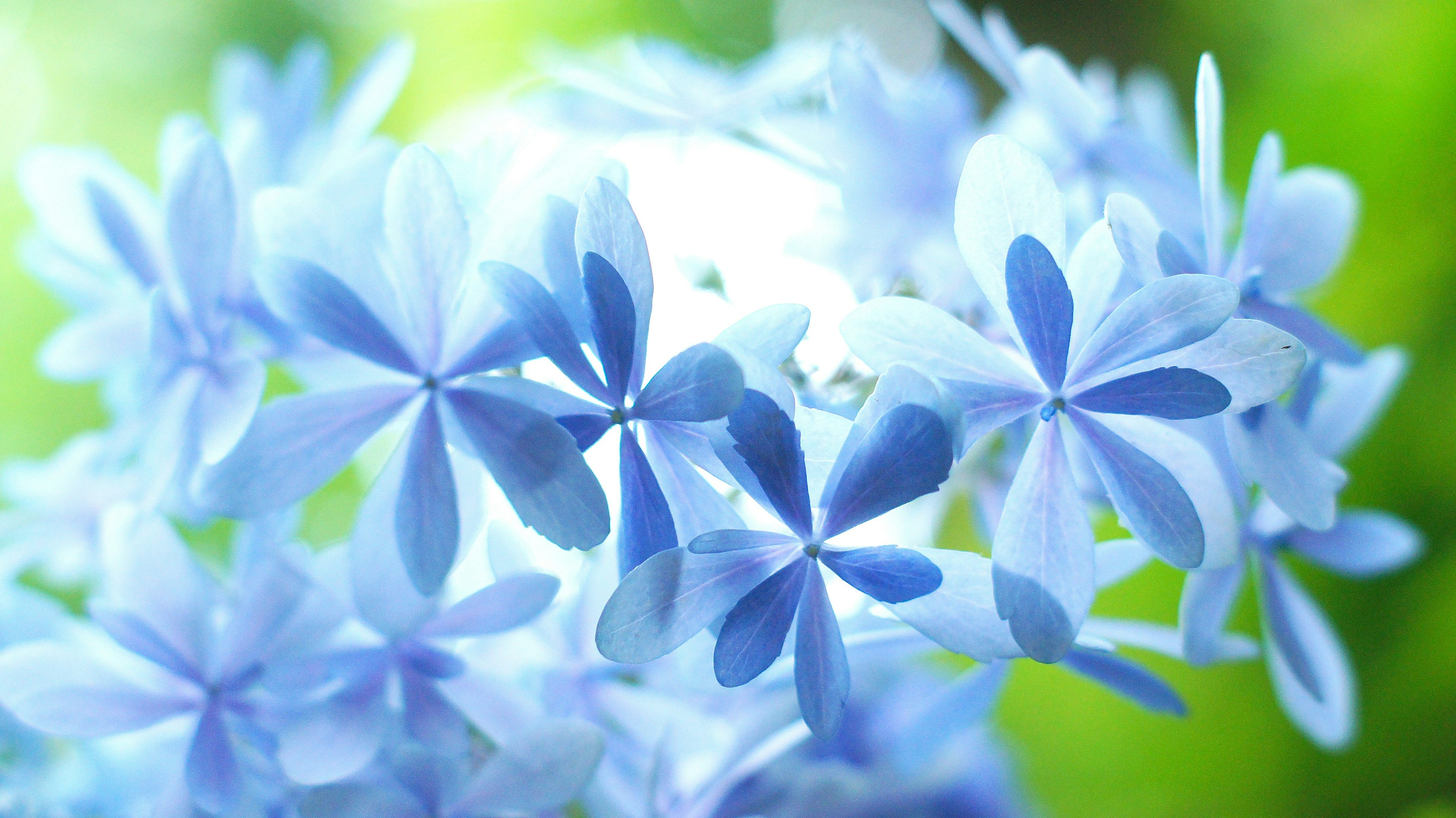 細緻的藍色花朵特寫，花瓣柔和