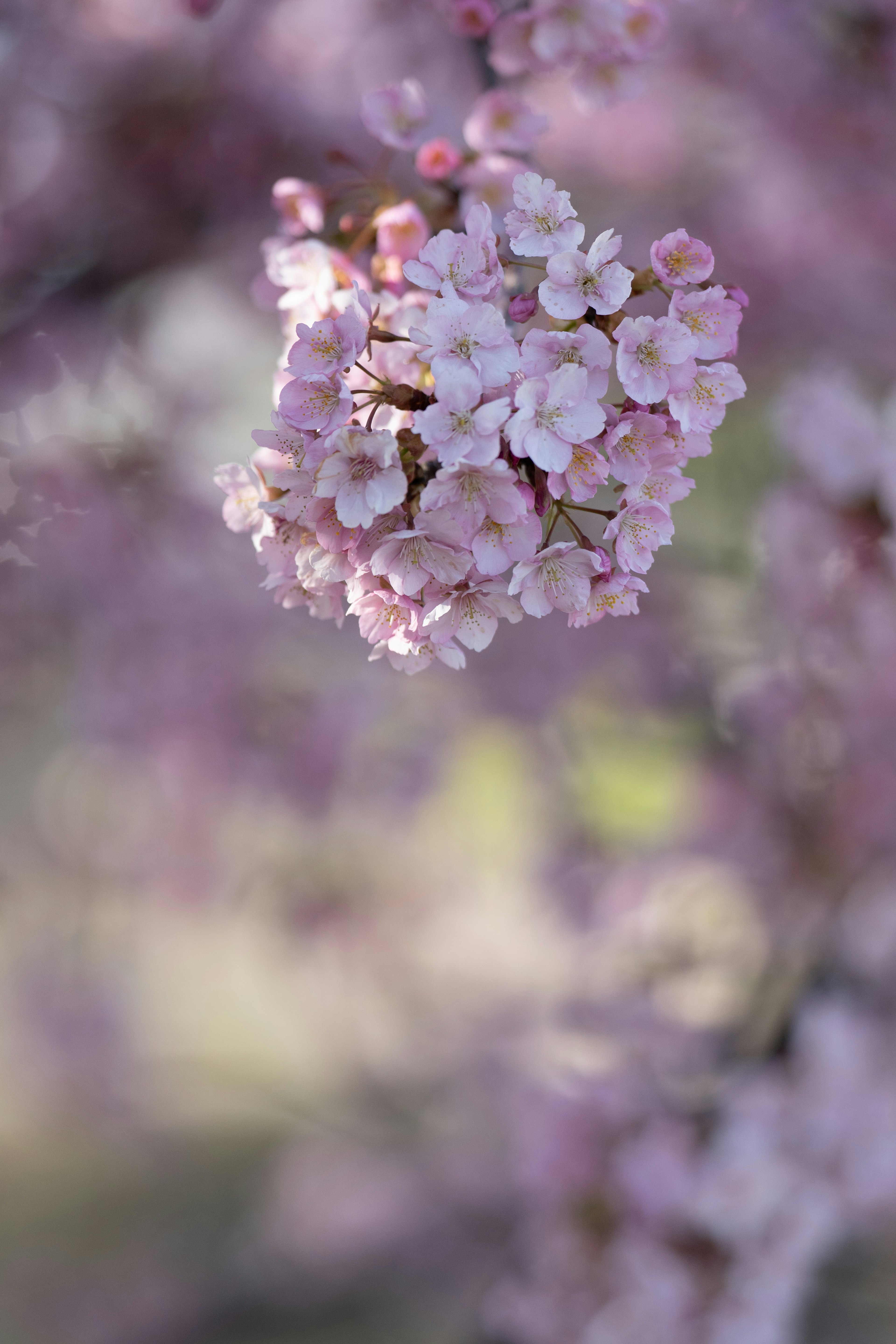 Primer plano de flores rosa pálido en racimos