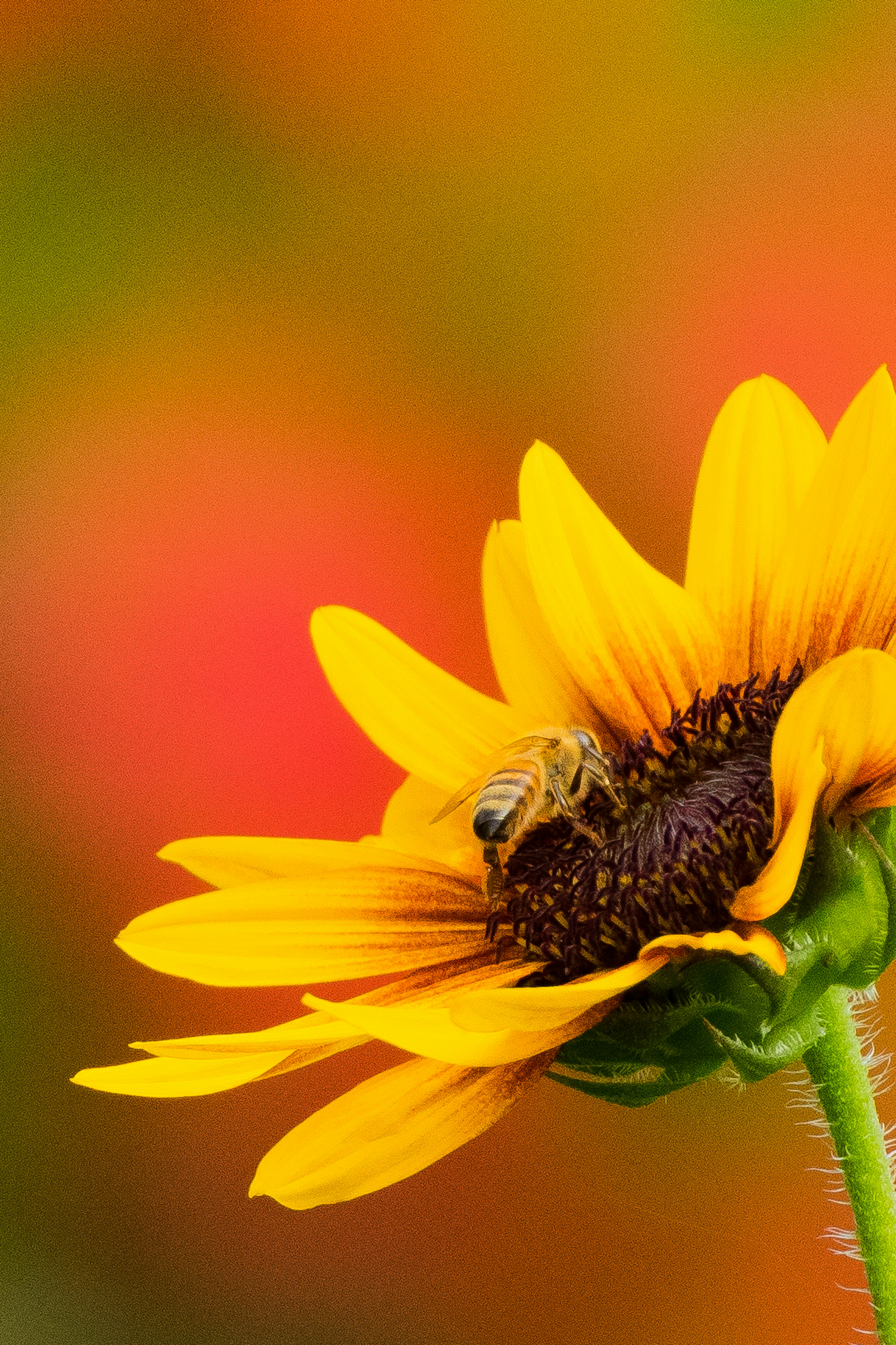 Gros plan d'un tournesol vibrant avec un arrière-plan coloré flou