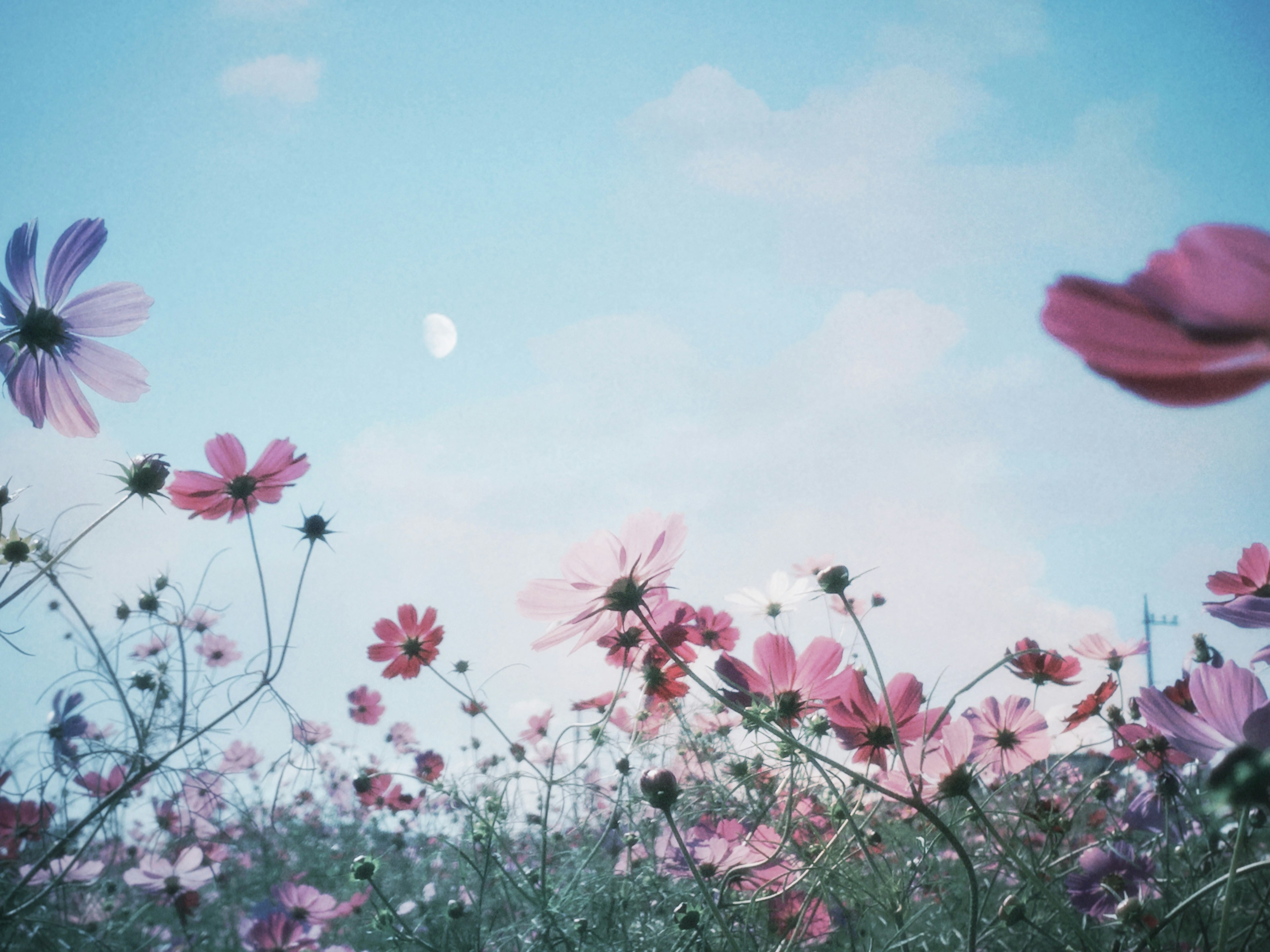 青空と花畑の風景 色とりどりの花が咲いている