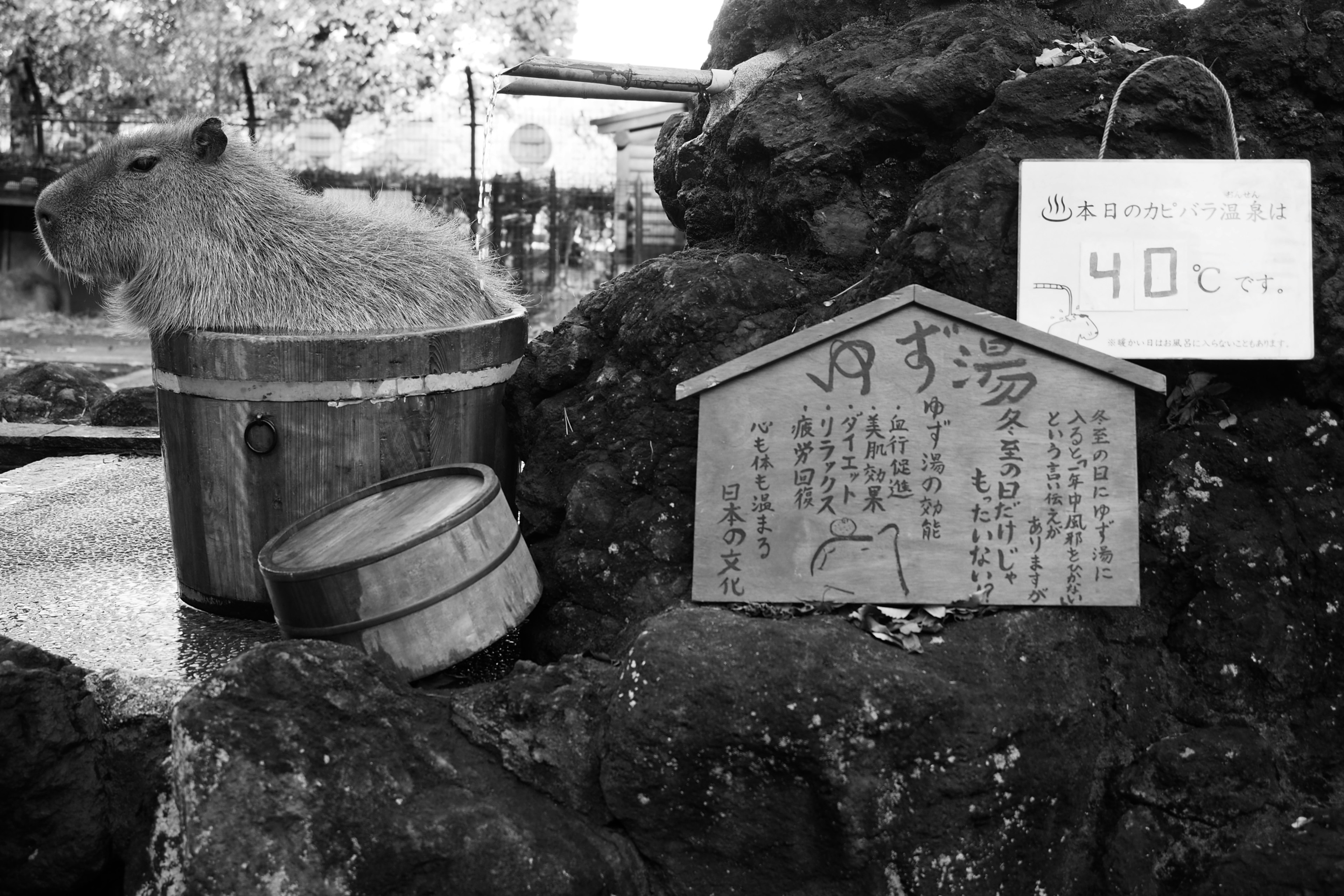 Capybara sitting in a wooden tub with a sign