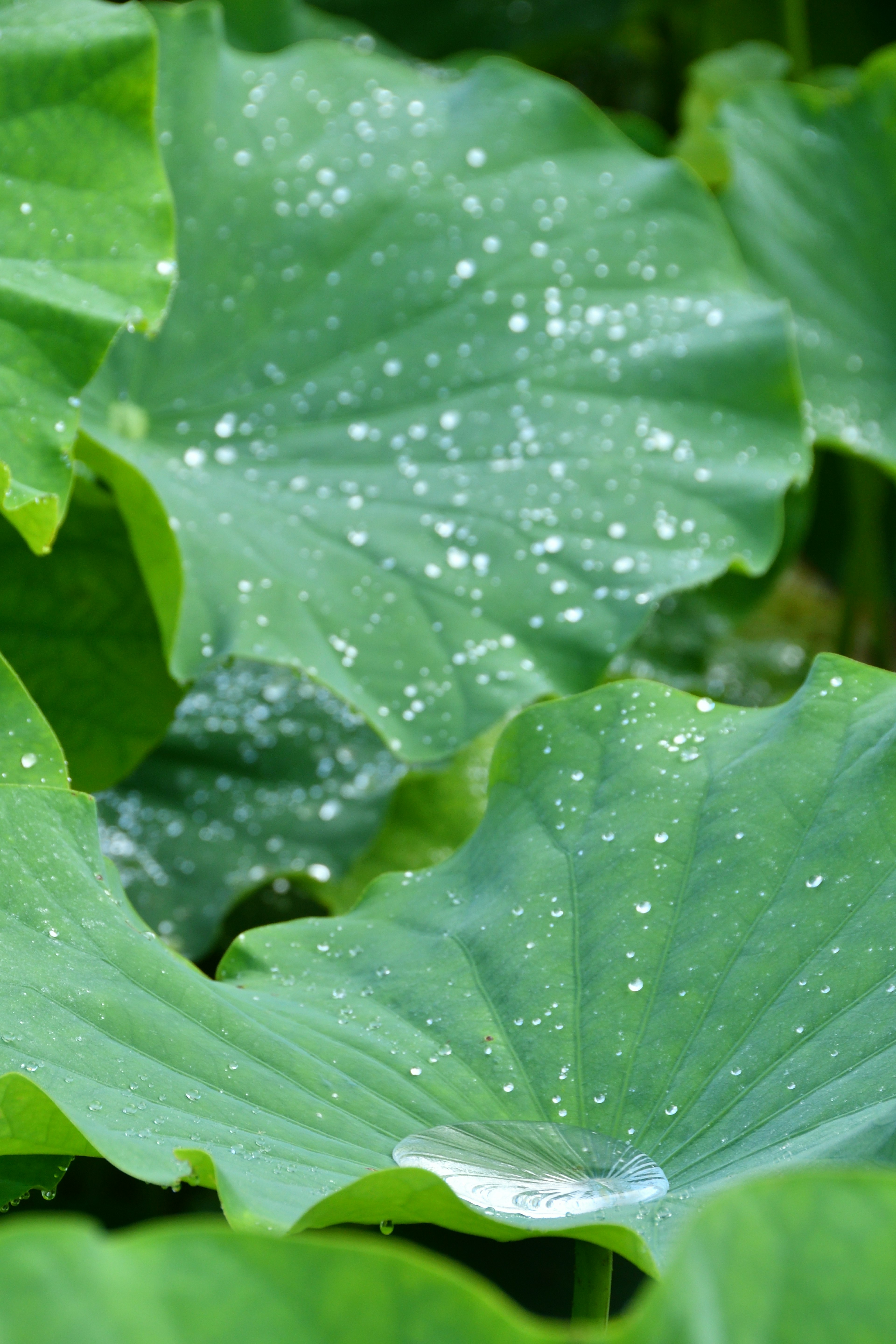 Primer plano de hojas de loto verdes con gotas de agua