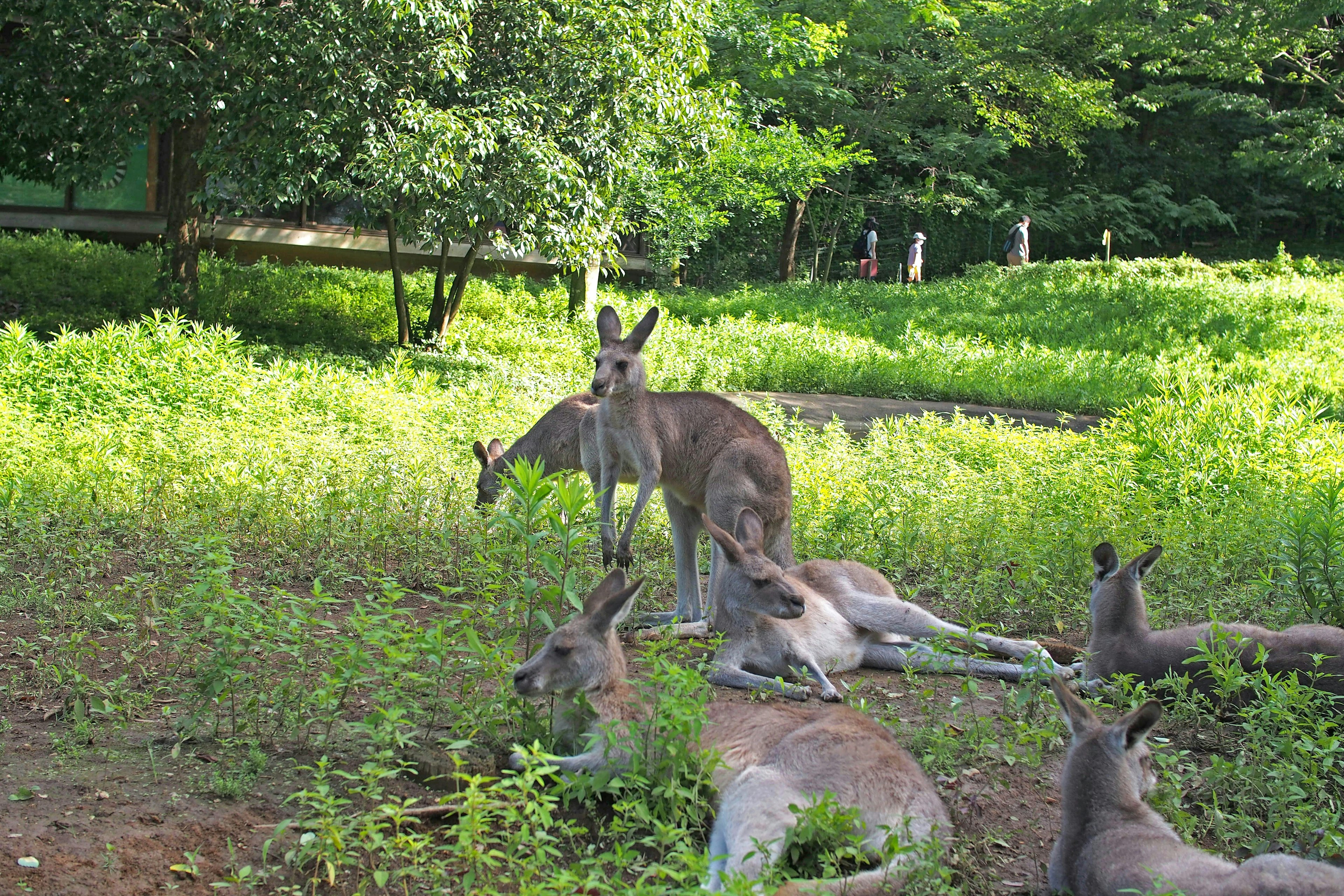 Canguros acostados en un prado verde con árboles al fondo