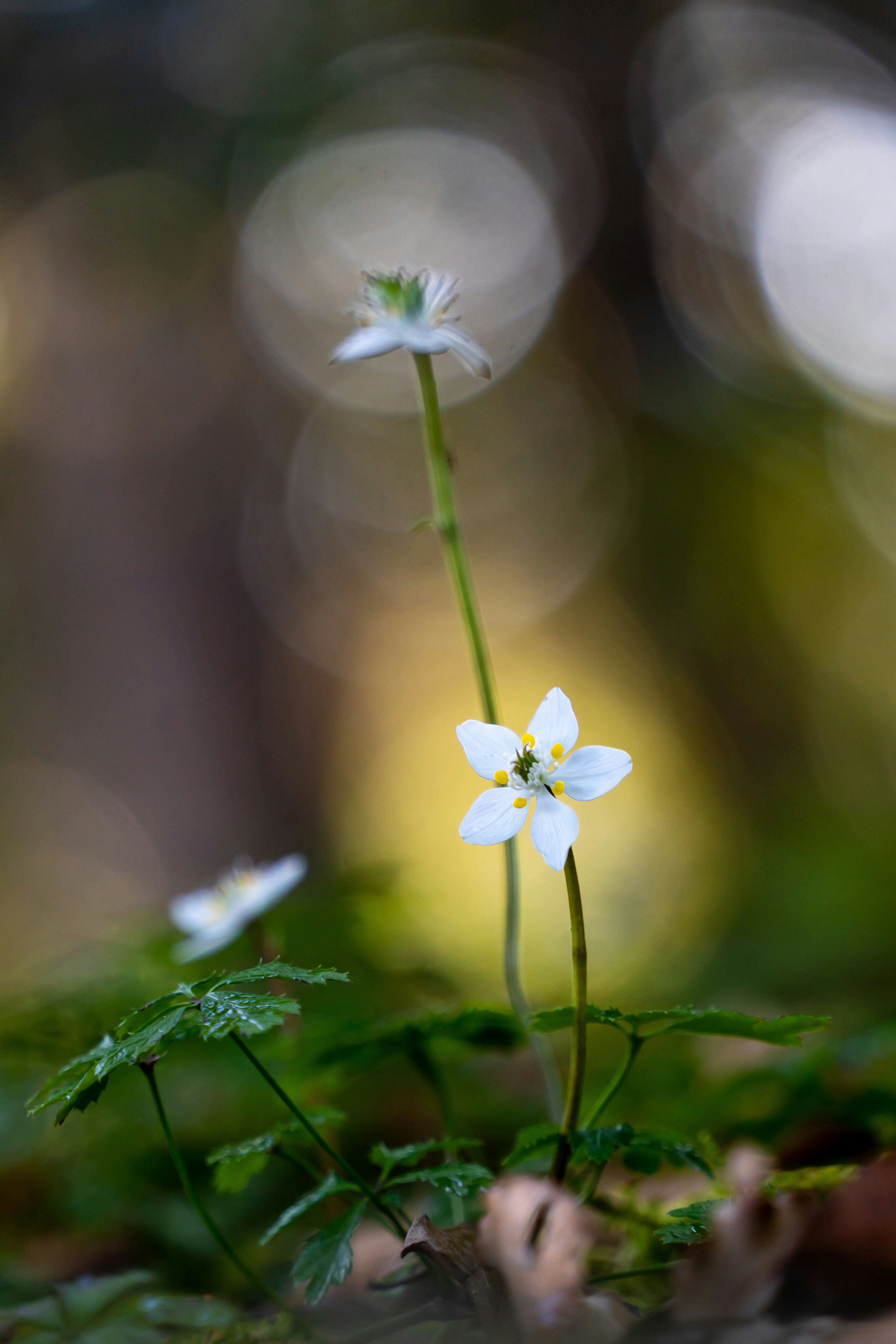 Zarte weiße Blume mit grünen Blättern in natürlicher Umgebung