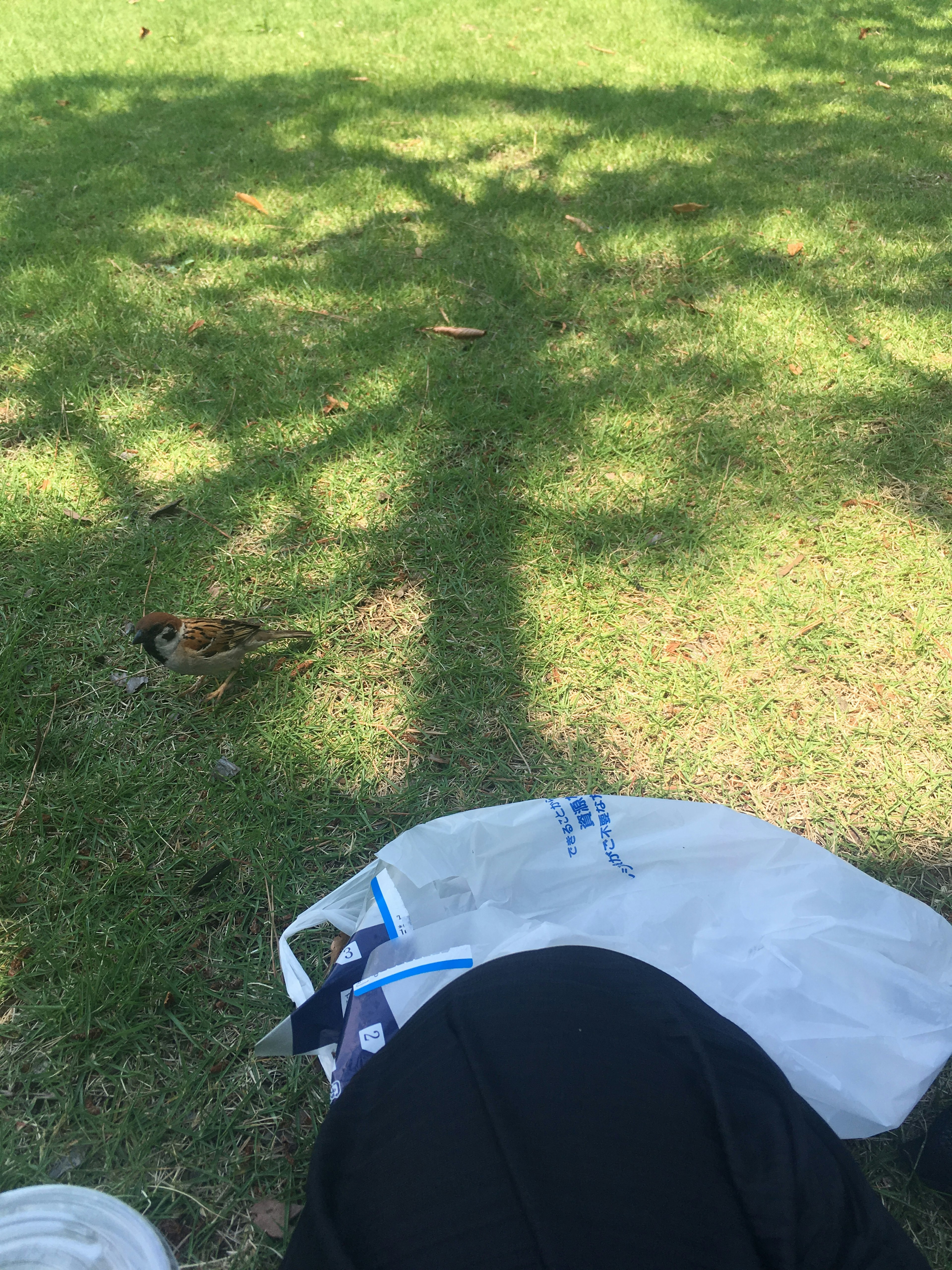 A serene park scene with a small bird near a person's feet on the grass