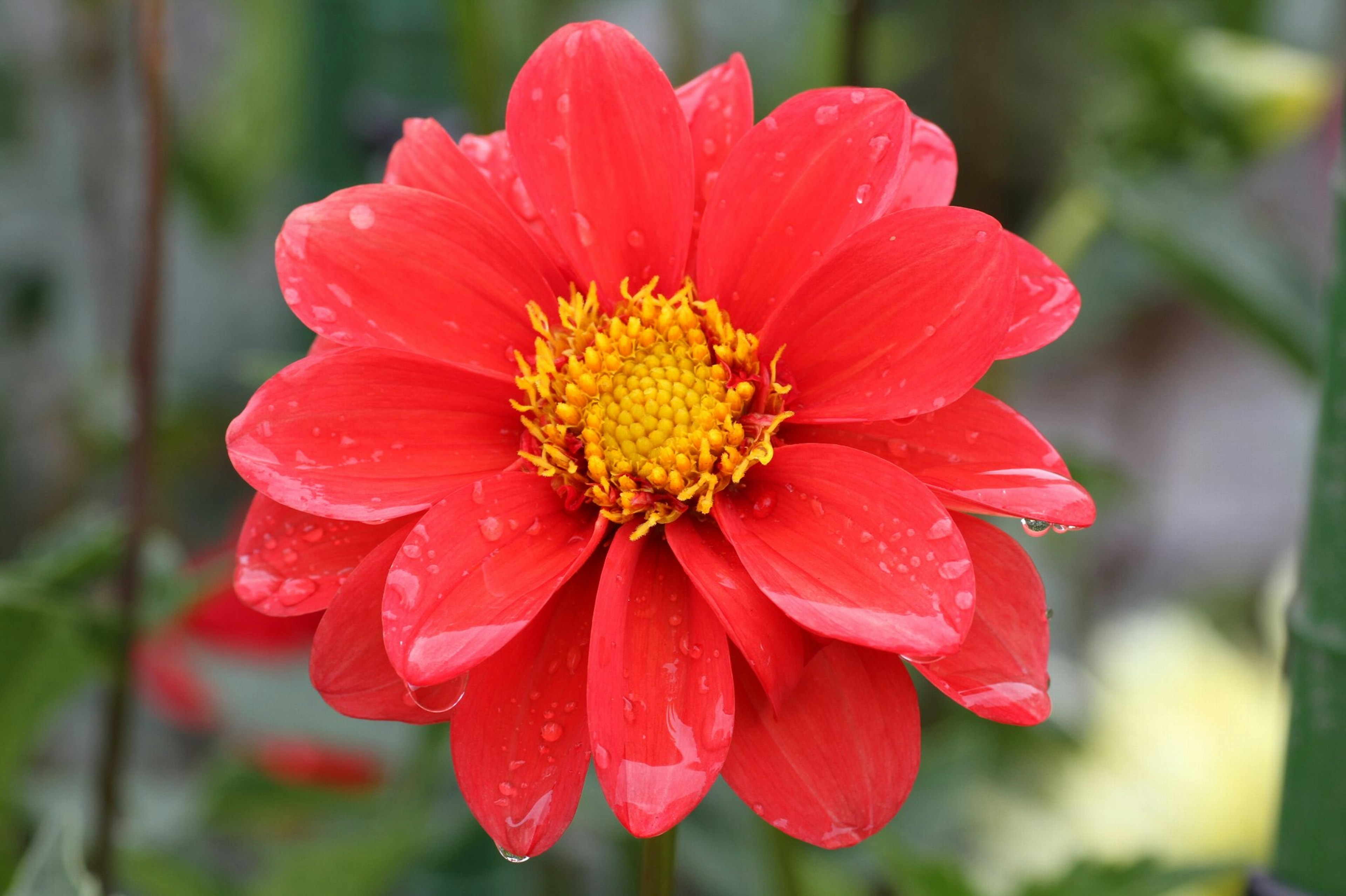 Flor de dalia roja vibrante en plena floración