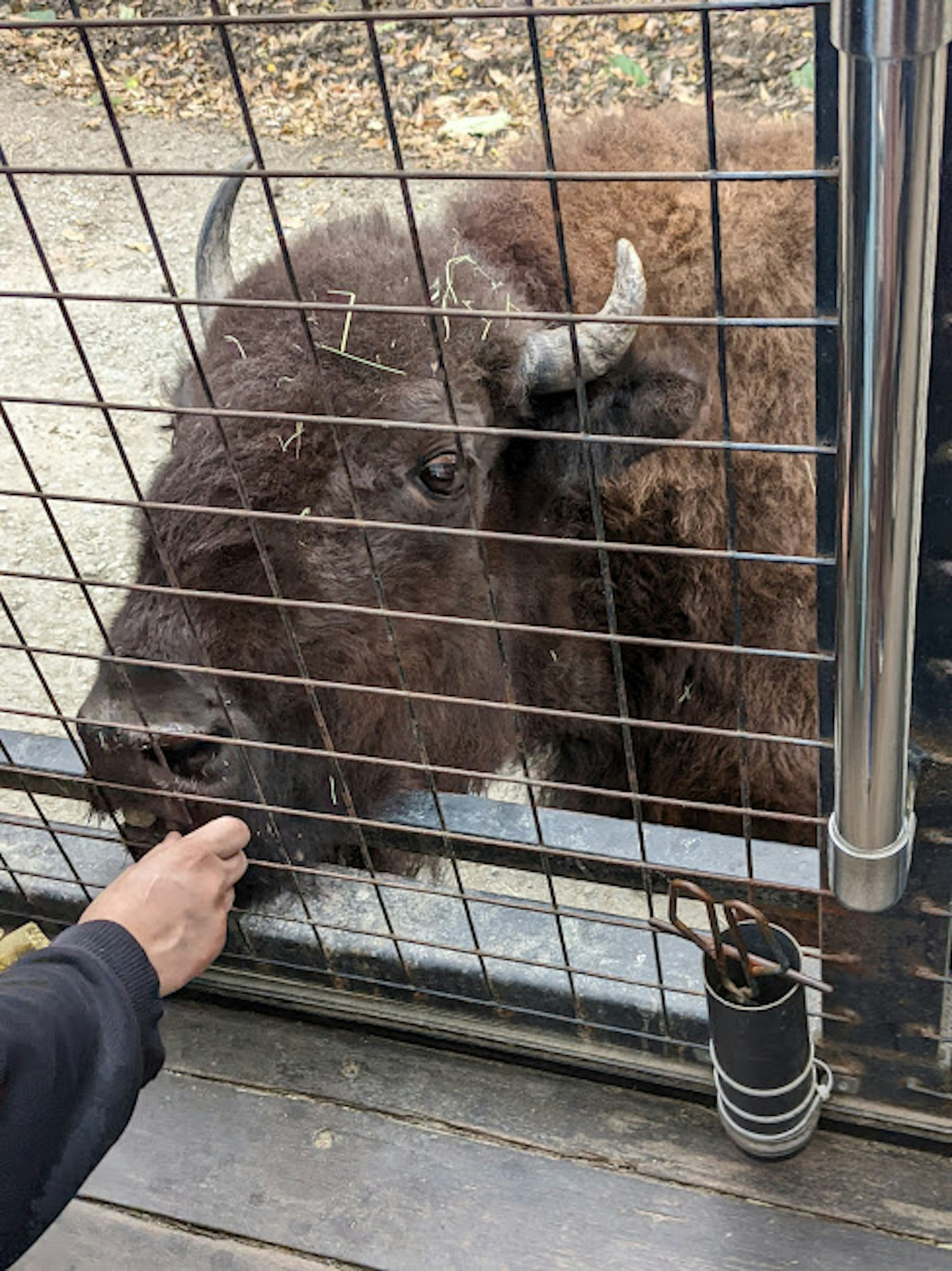 Bisonte recibiendo comida de una persona a través de una reja