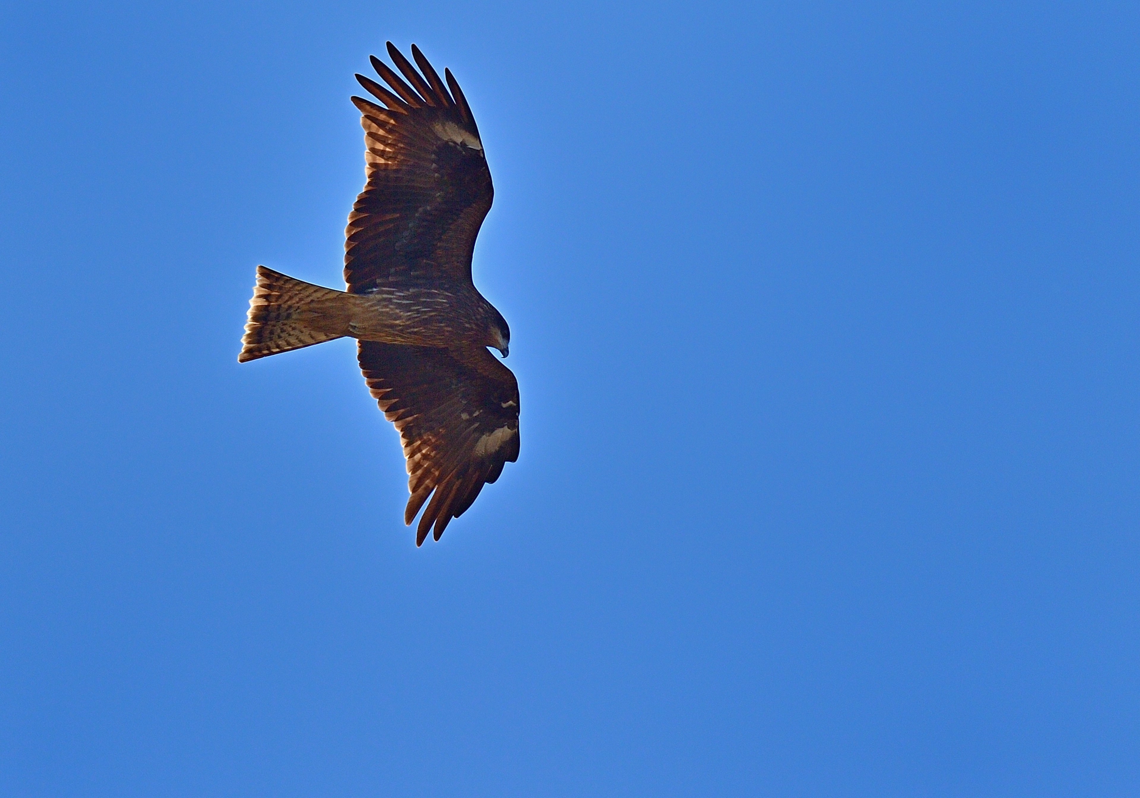 Silhouette eines Falken, der gegen einen blauen Himmel fliegt