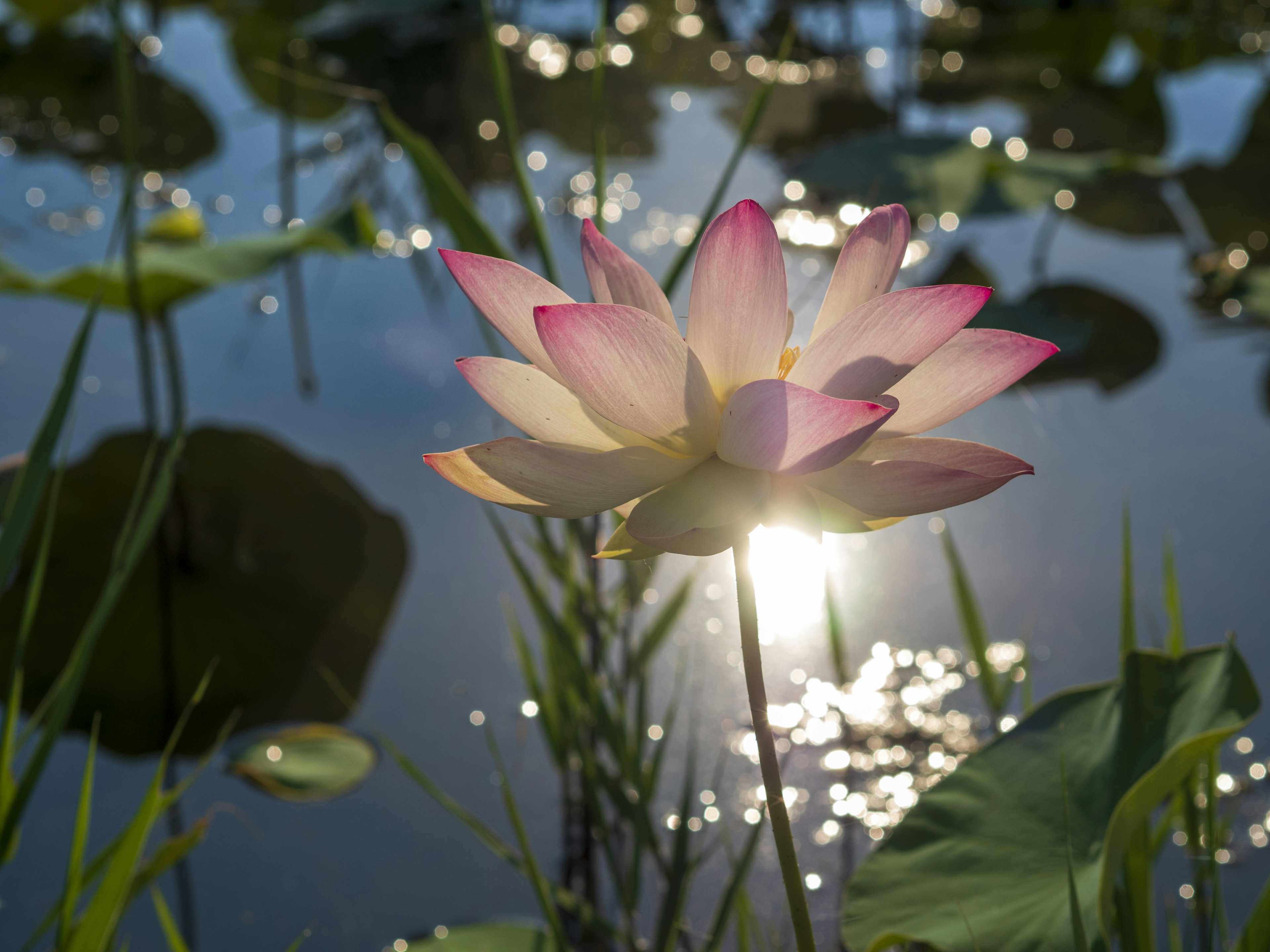 Hermosa flor de loto flotando en el agua con reflejo del sol