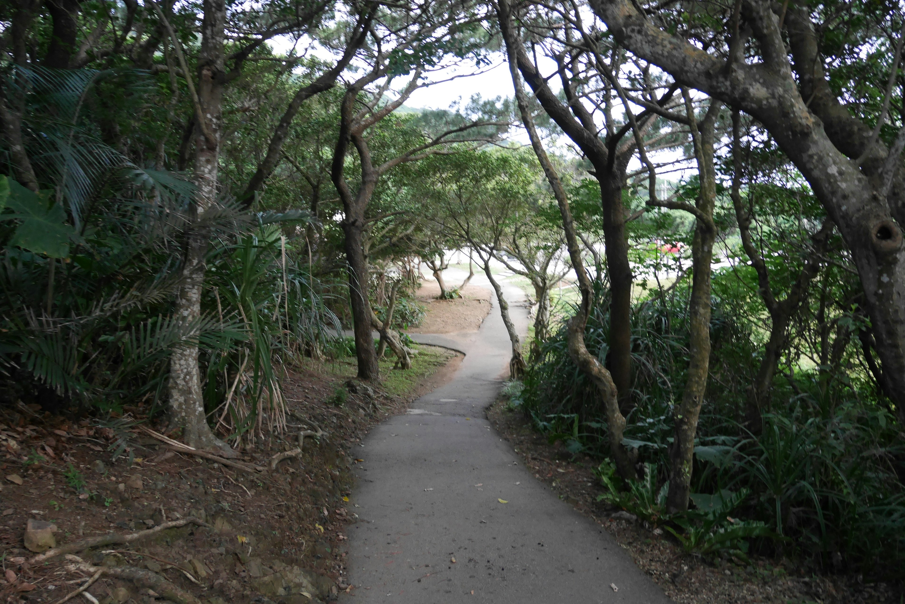 Chemin pavé entouré de verdure luxuriante et d'arbres