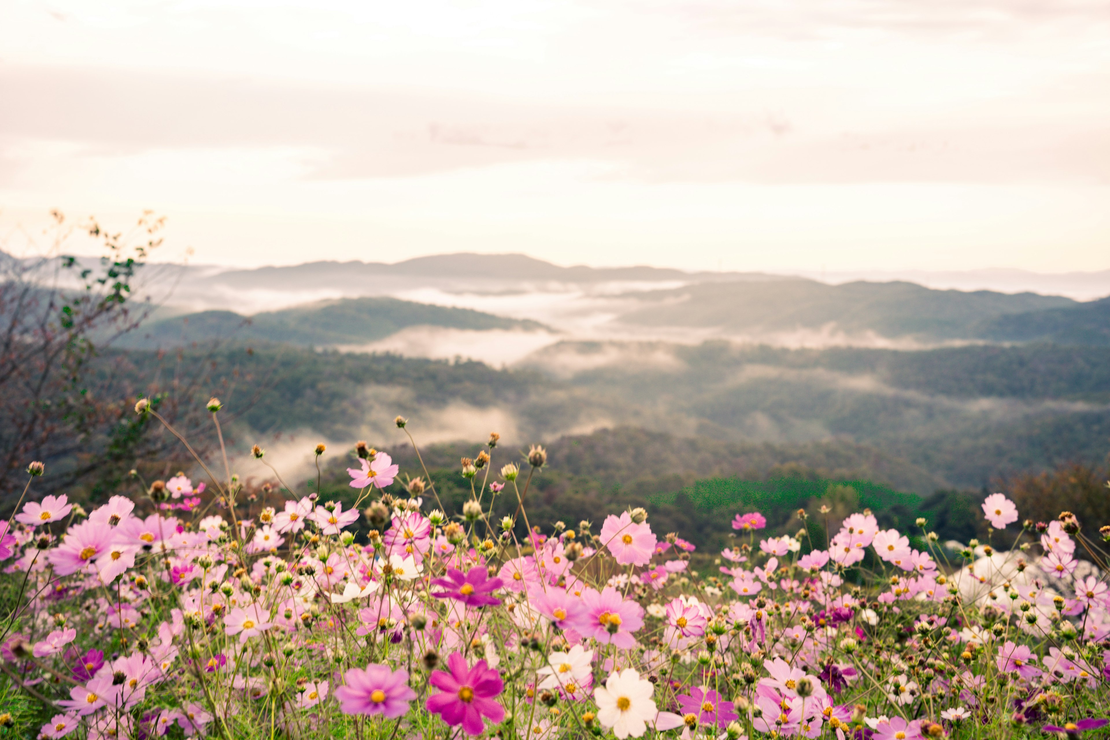 美しい花が咲く山の風景 朝霧に包まれた山々