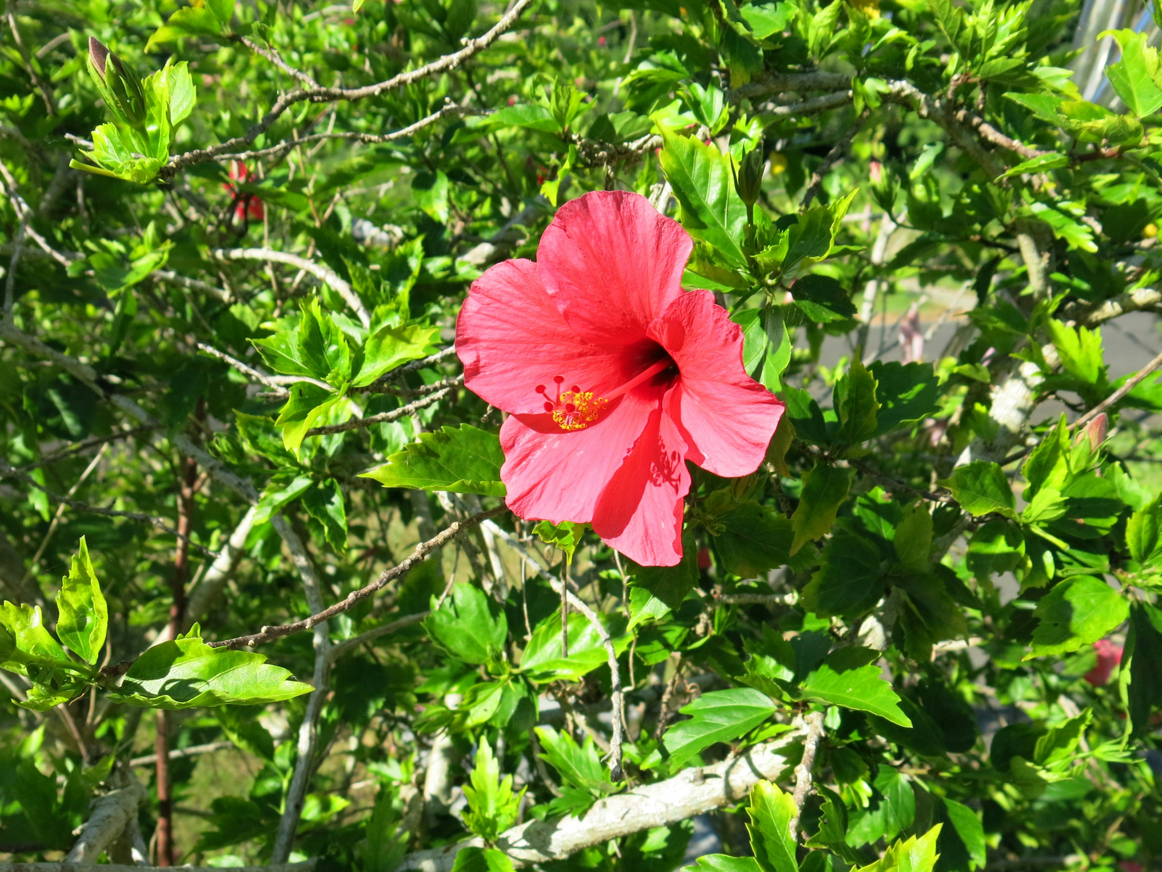 Eine lebendige rote Hibiskusblüte umgeben von grünen Blättern