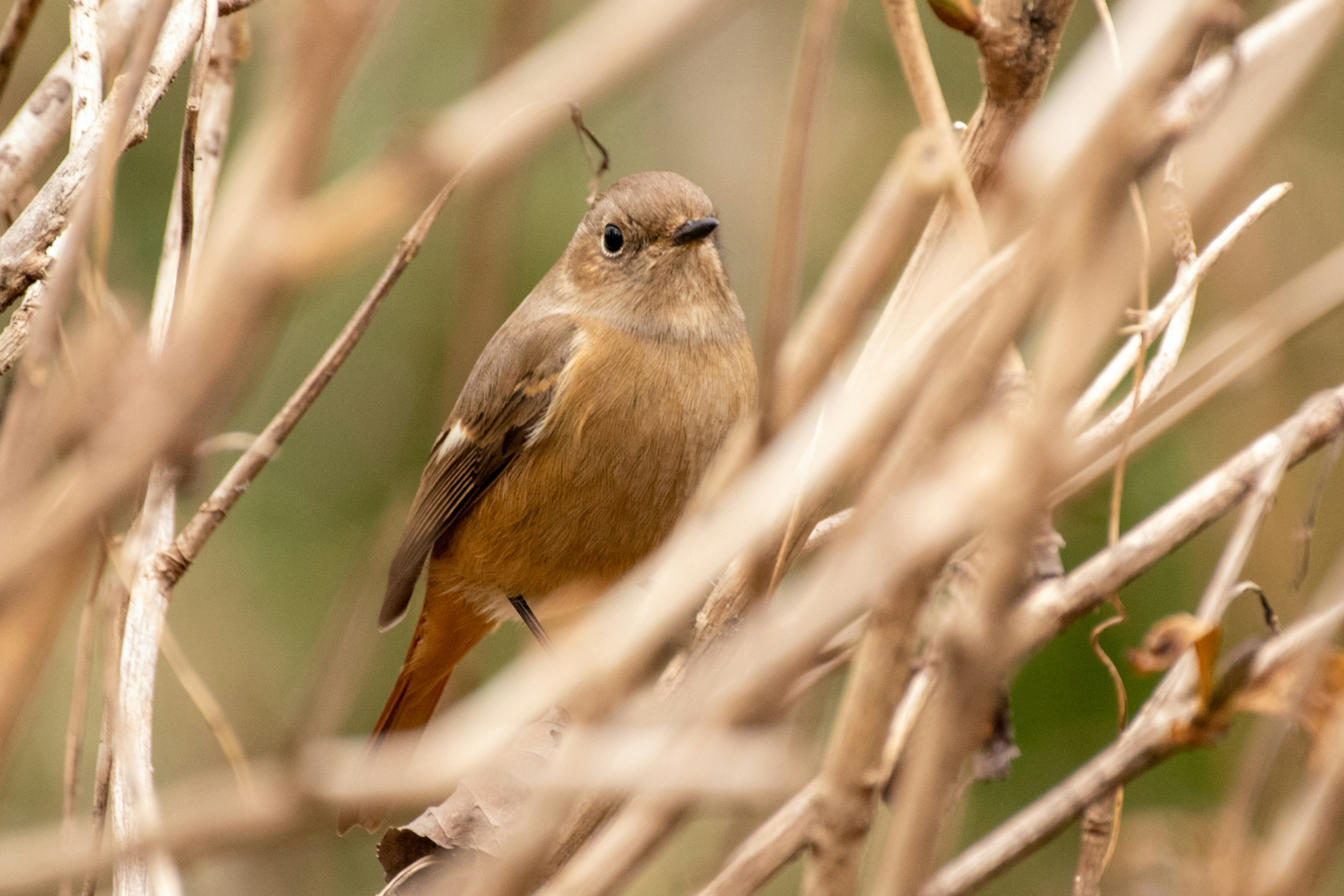 Immagine ravvicinata di un piccolo uccello tra rami sottili Uccello con piume marroni e pancia arancione