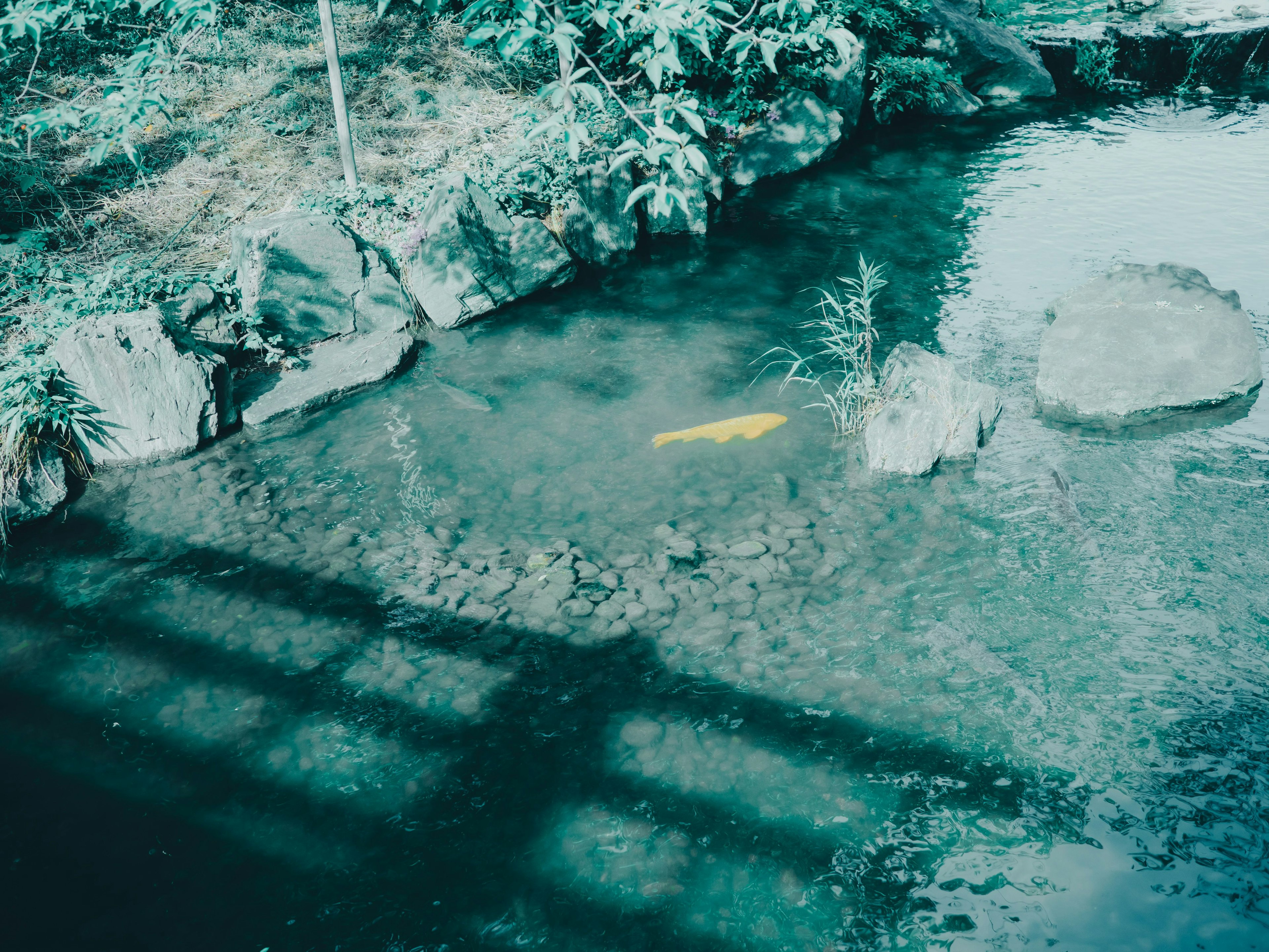 池の中にいる黄色い鯉と周囲の岩や植物