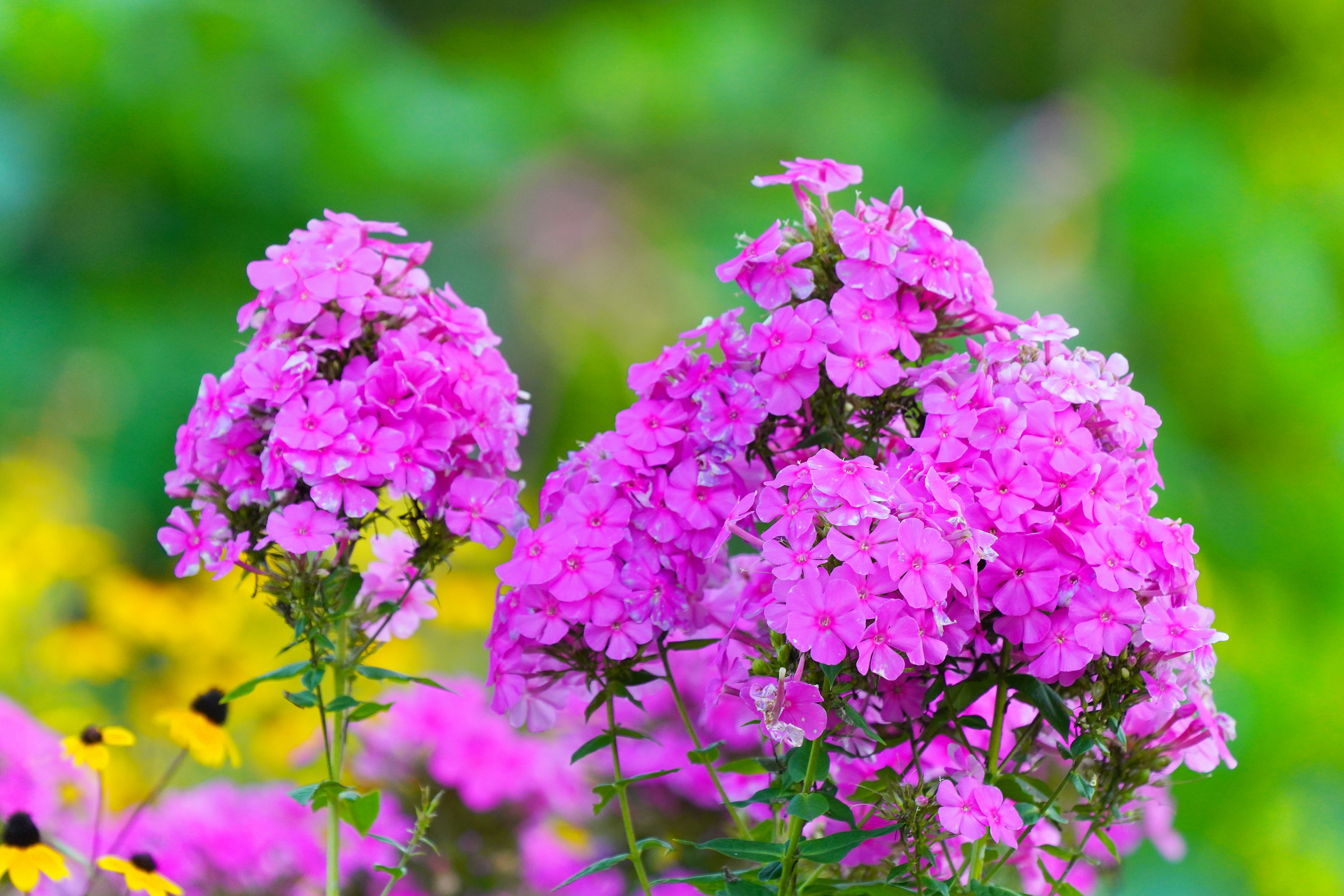 Fiori di phlox rosa vibranti che fioriscono in un giardino