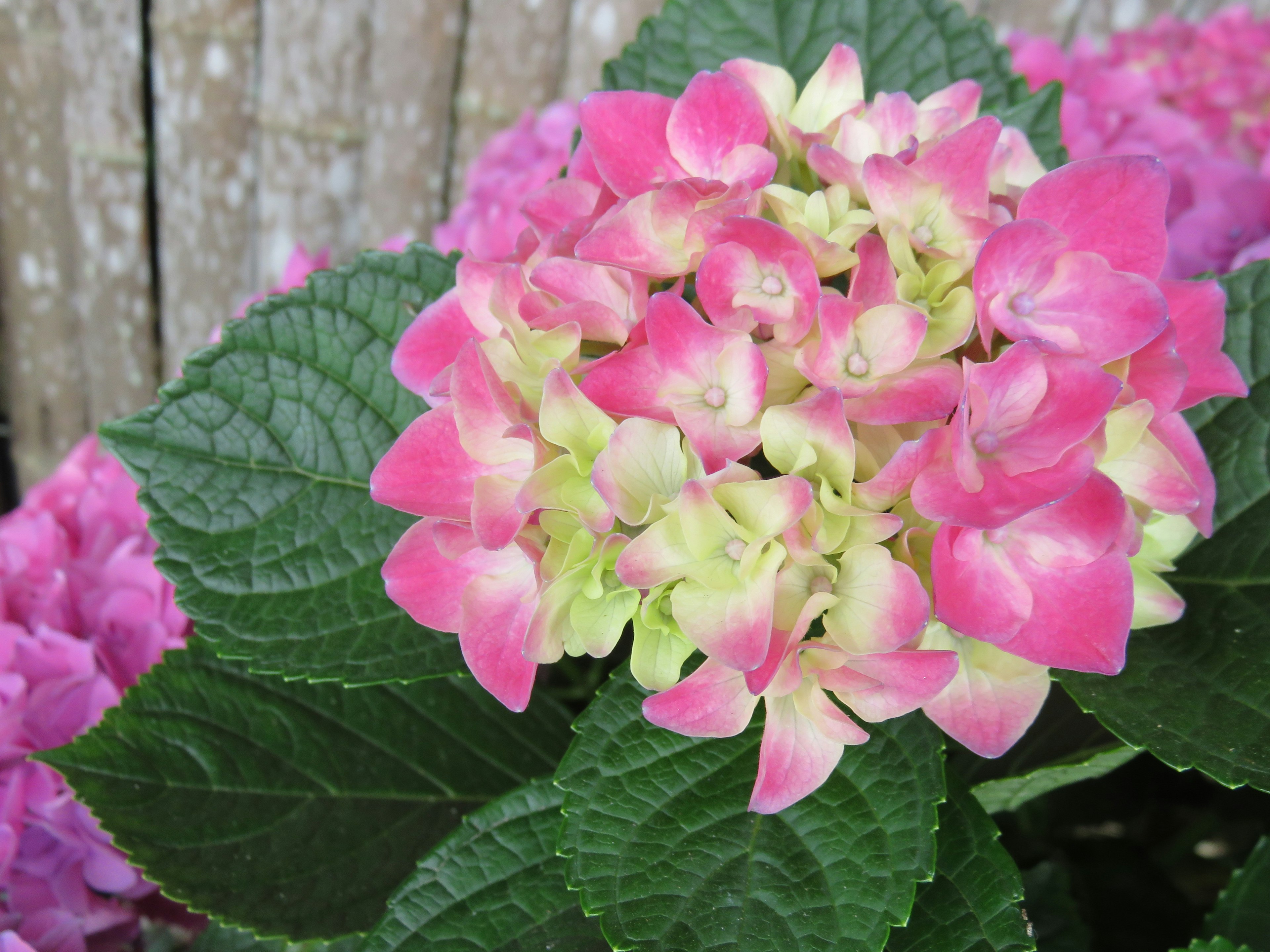 Pink and cream hydrangea flowers blooming above green leaves