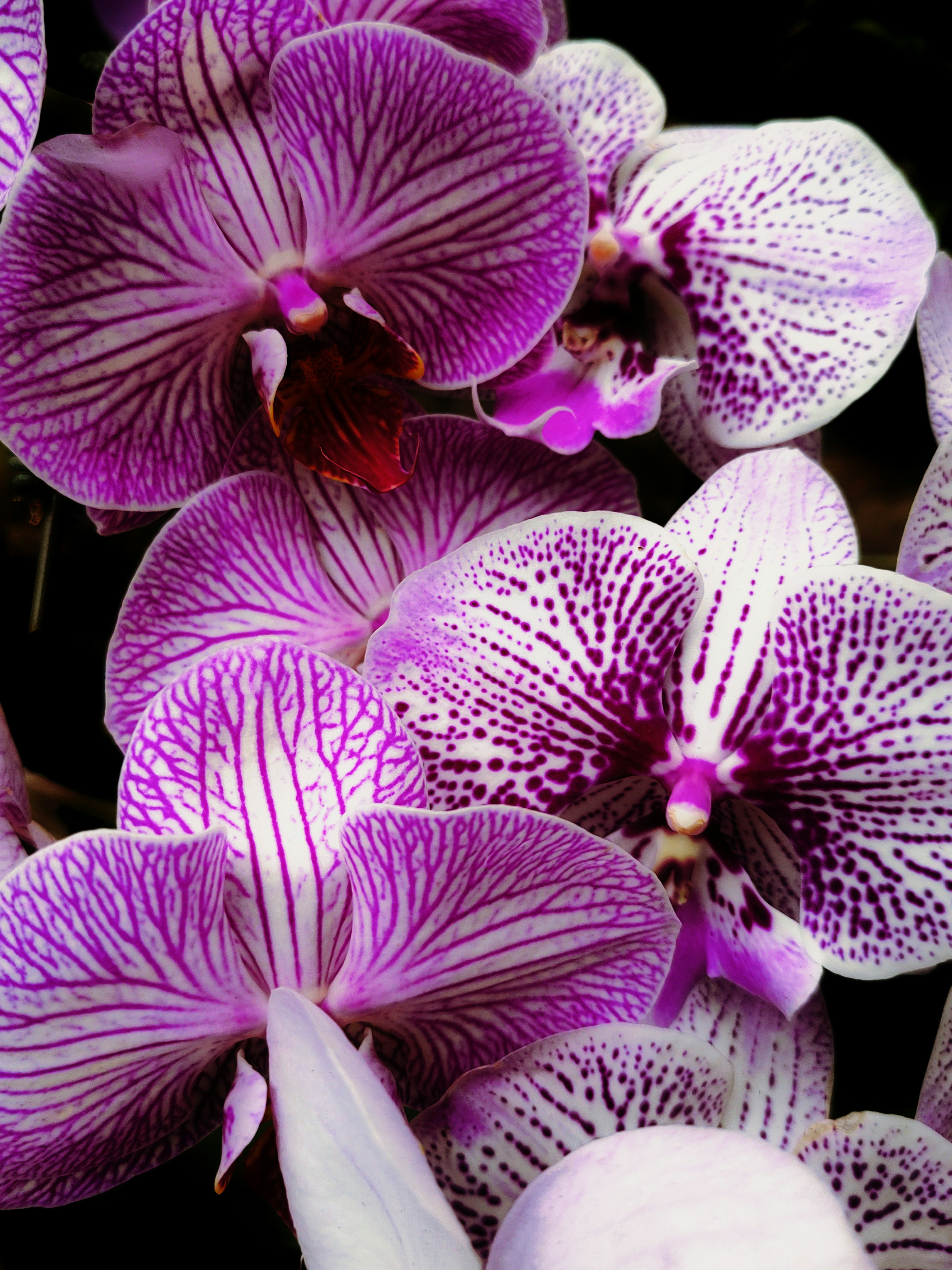 Beautiful image of clustered orchids with purple stripes