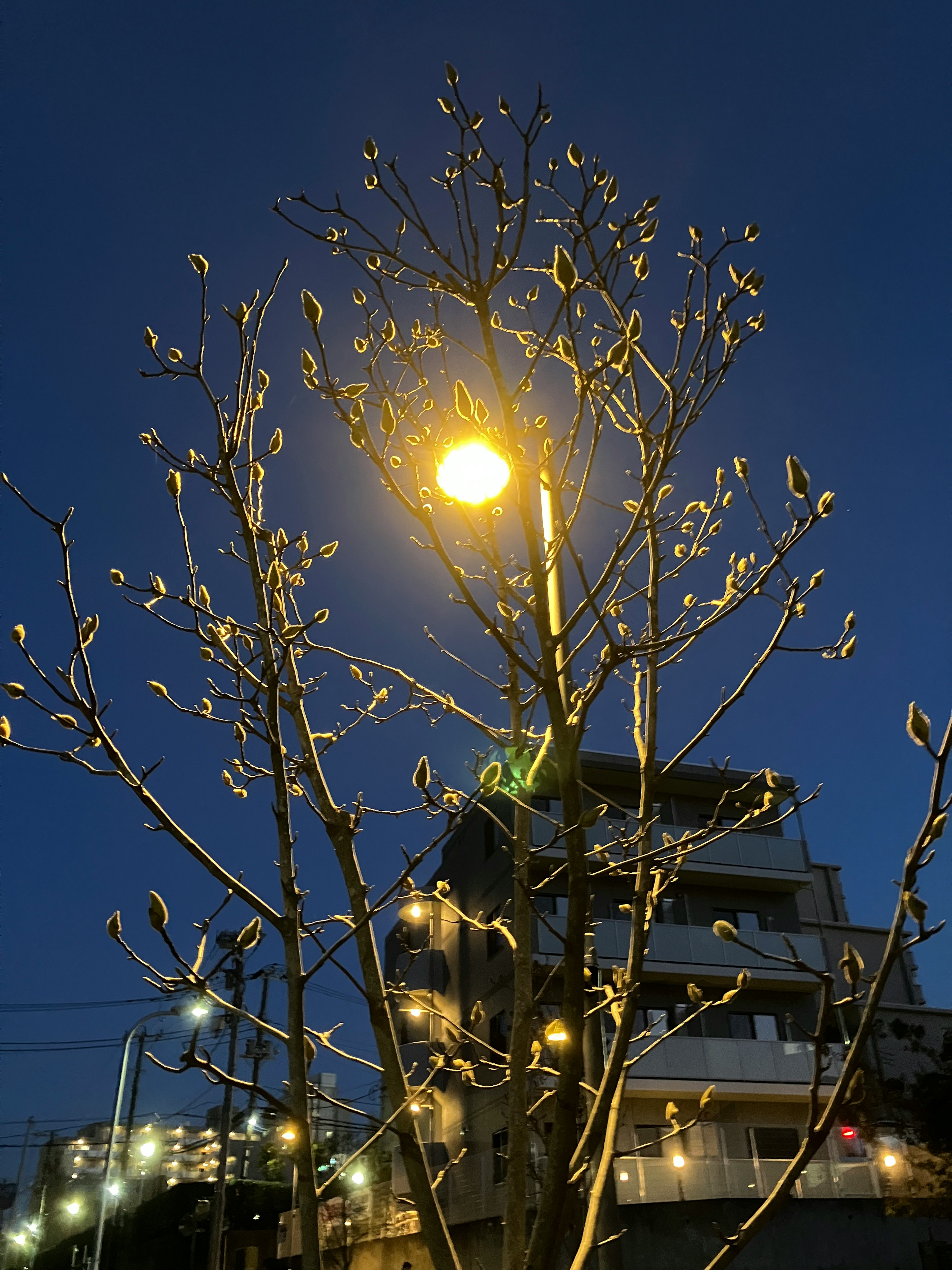 夜の街灯の下に立つ木の枝が光を反射している