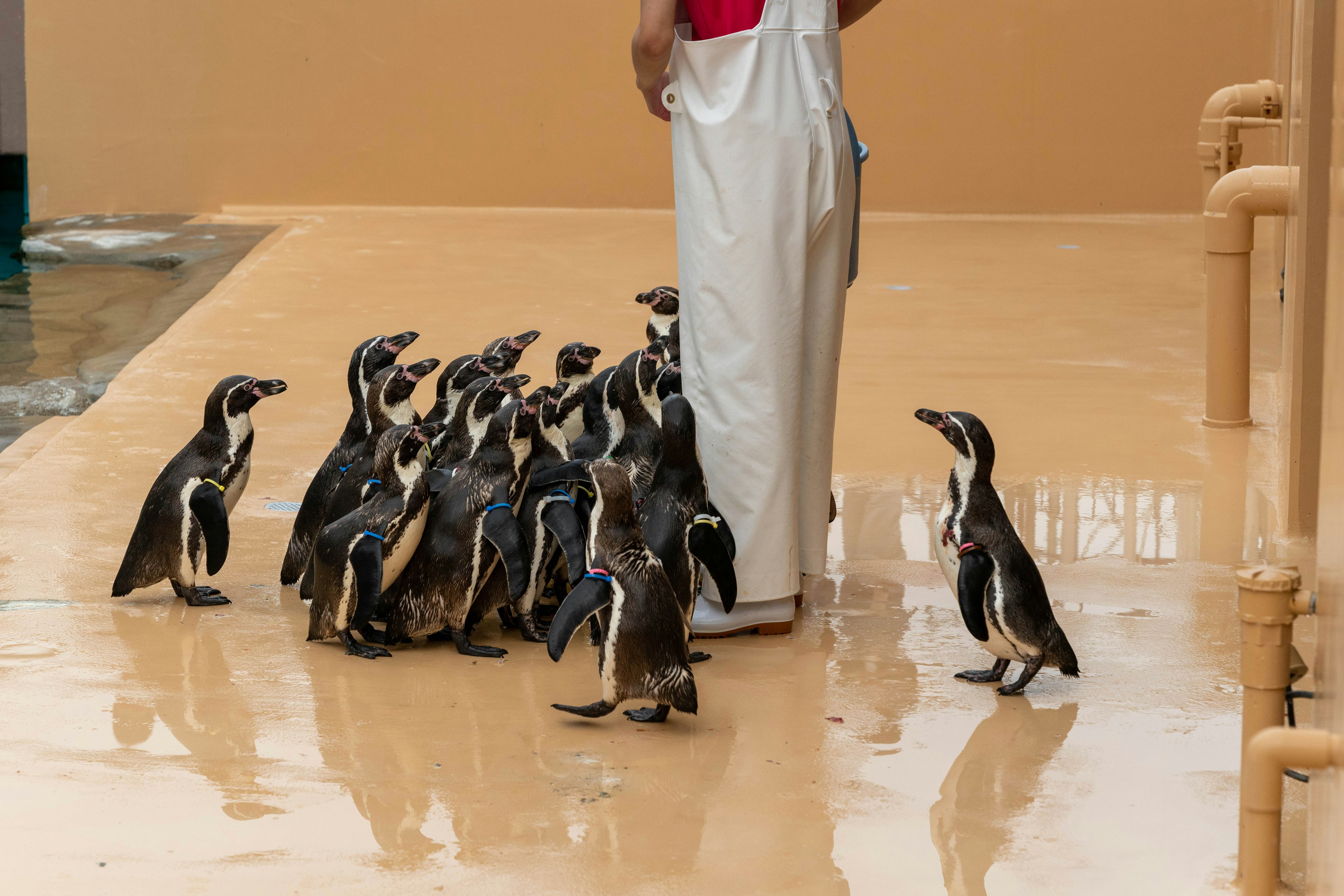 Un grupo de pingüinos reunidos alrededor de un cuidador en un entorno de zoológico