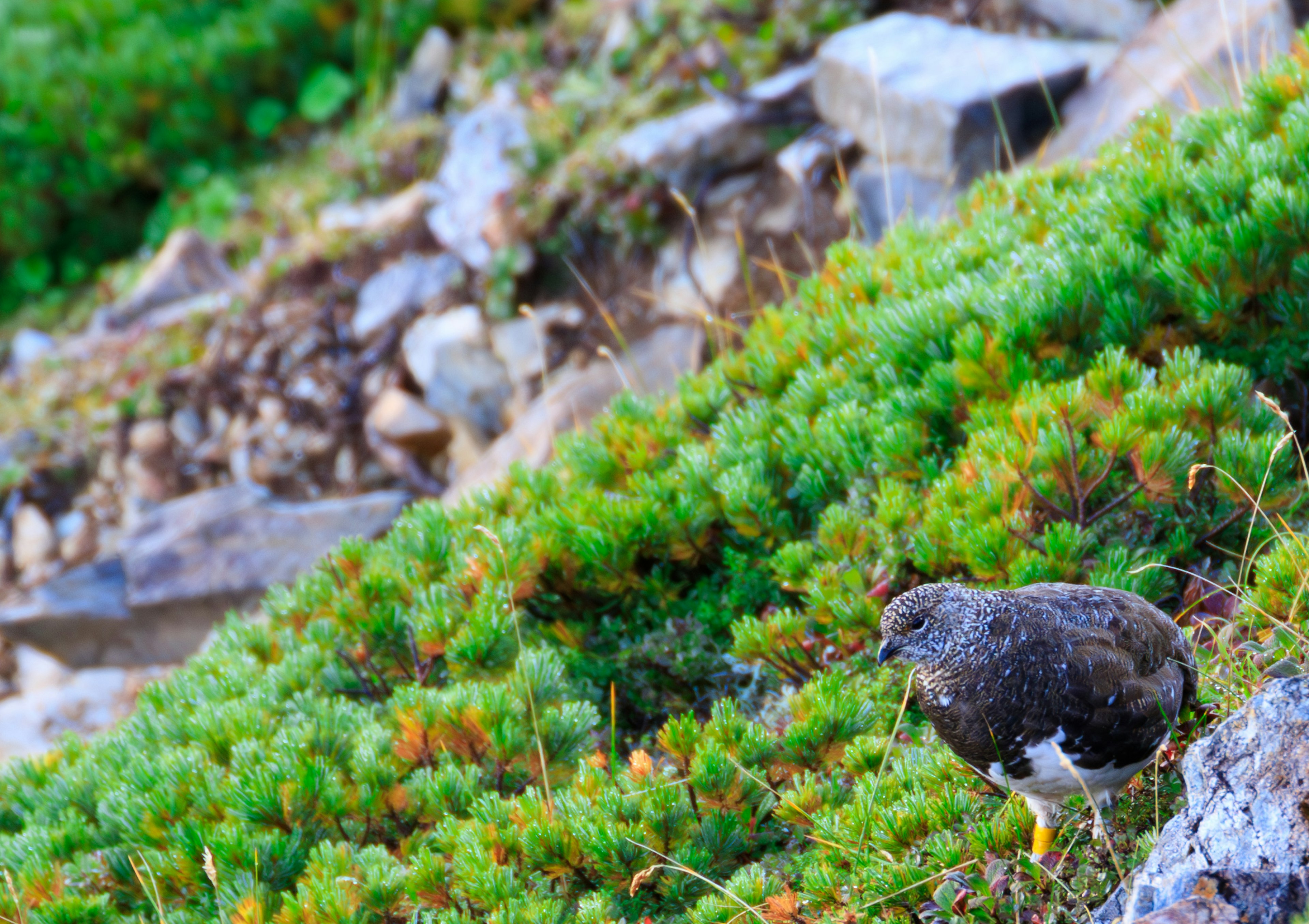 A small bird among green plants growing between rocks