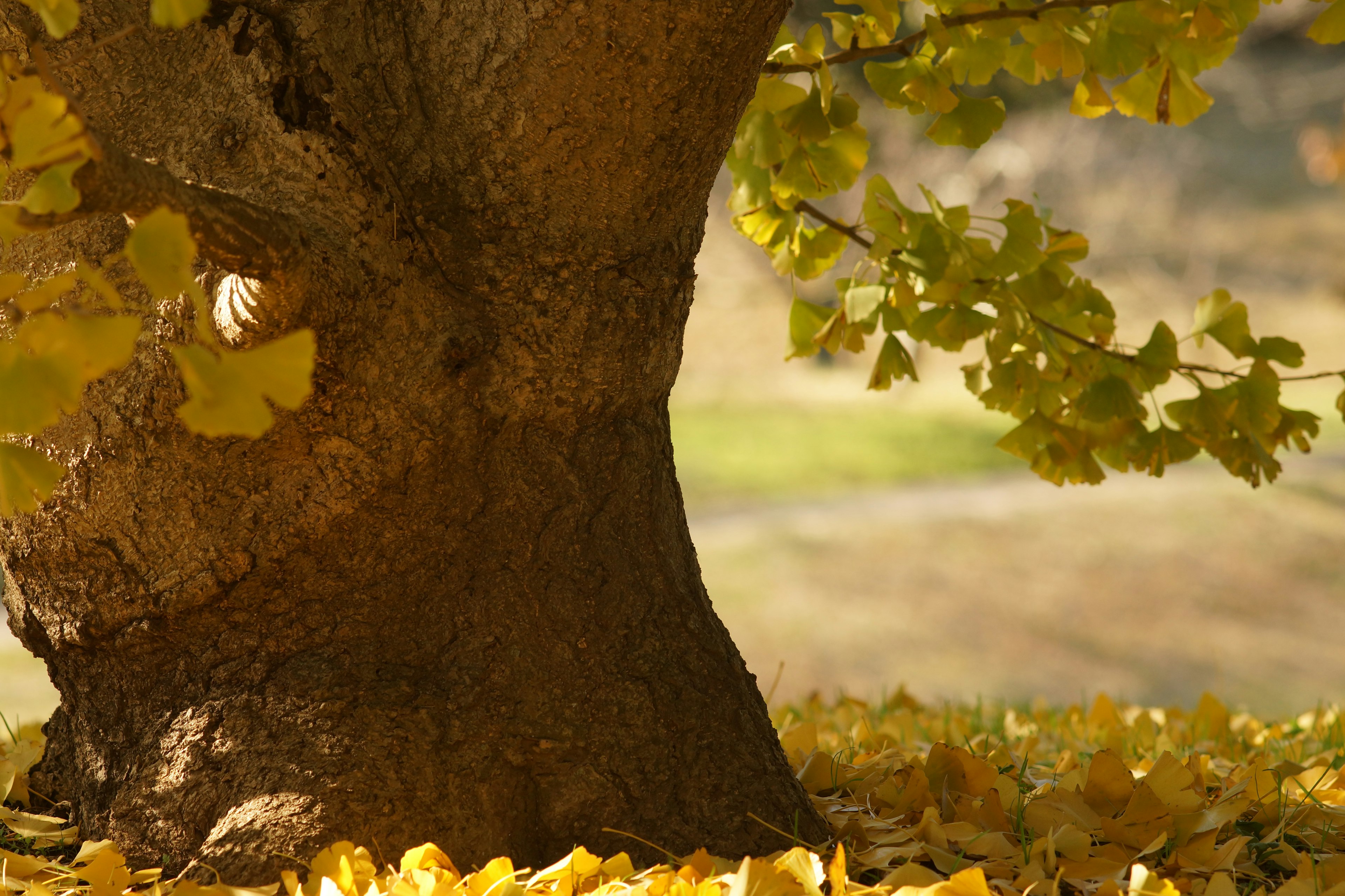 A large tree trunk with scattered autumn leaves