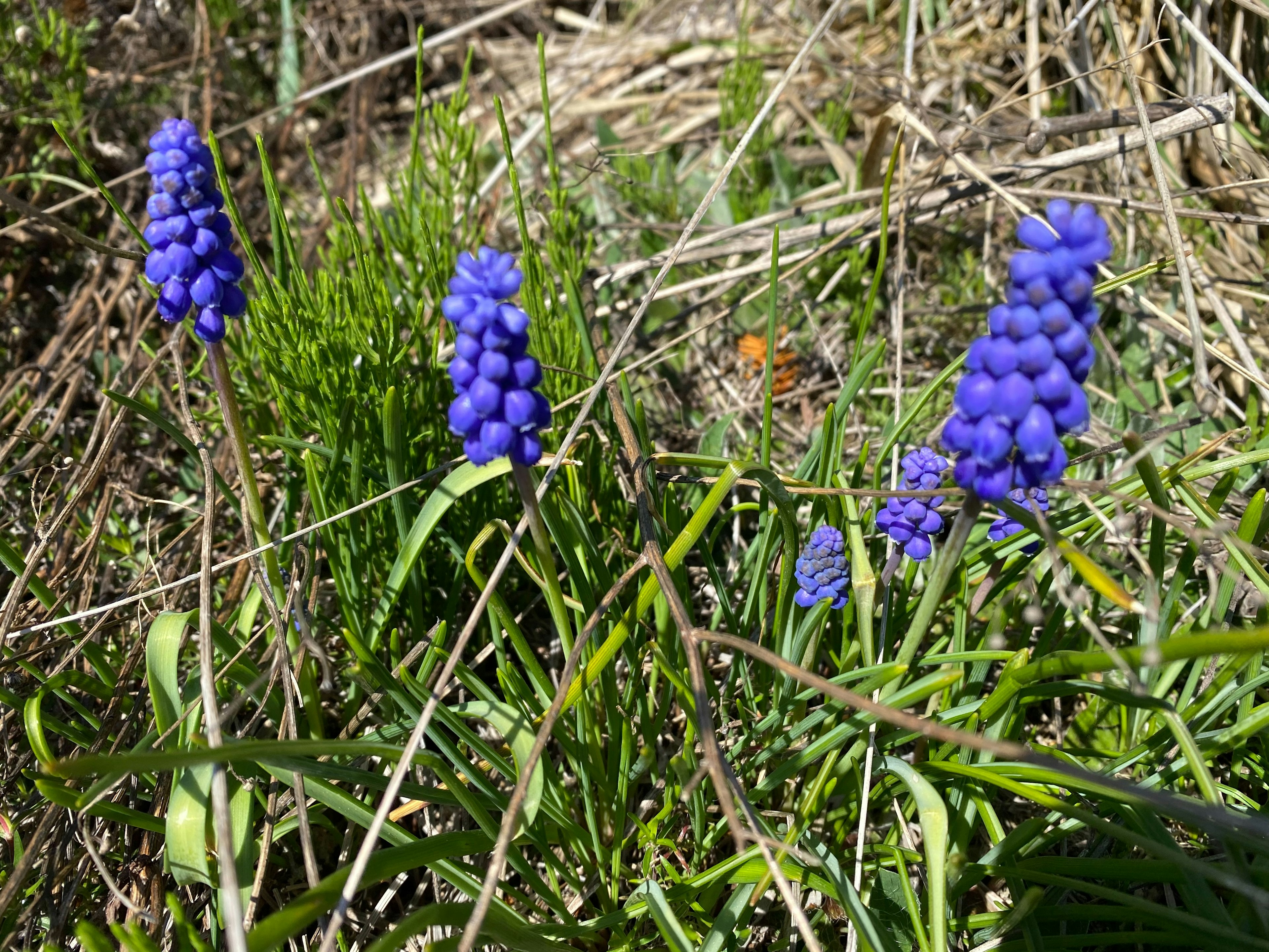 Clusters of purple grape hyacinth flowers growing among green grass