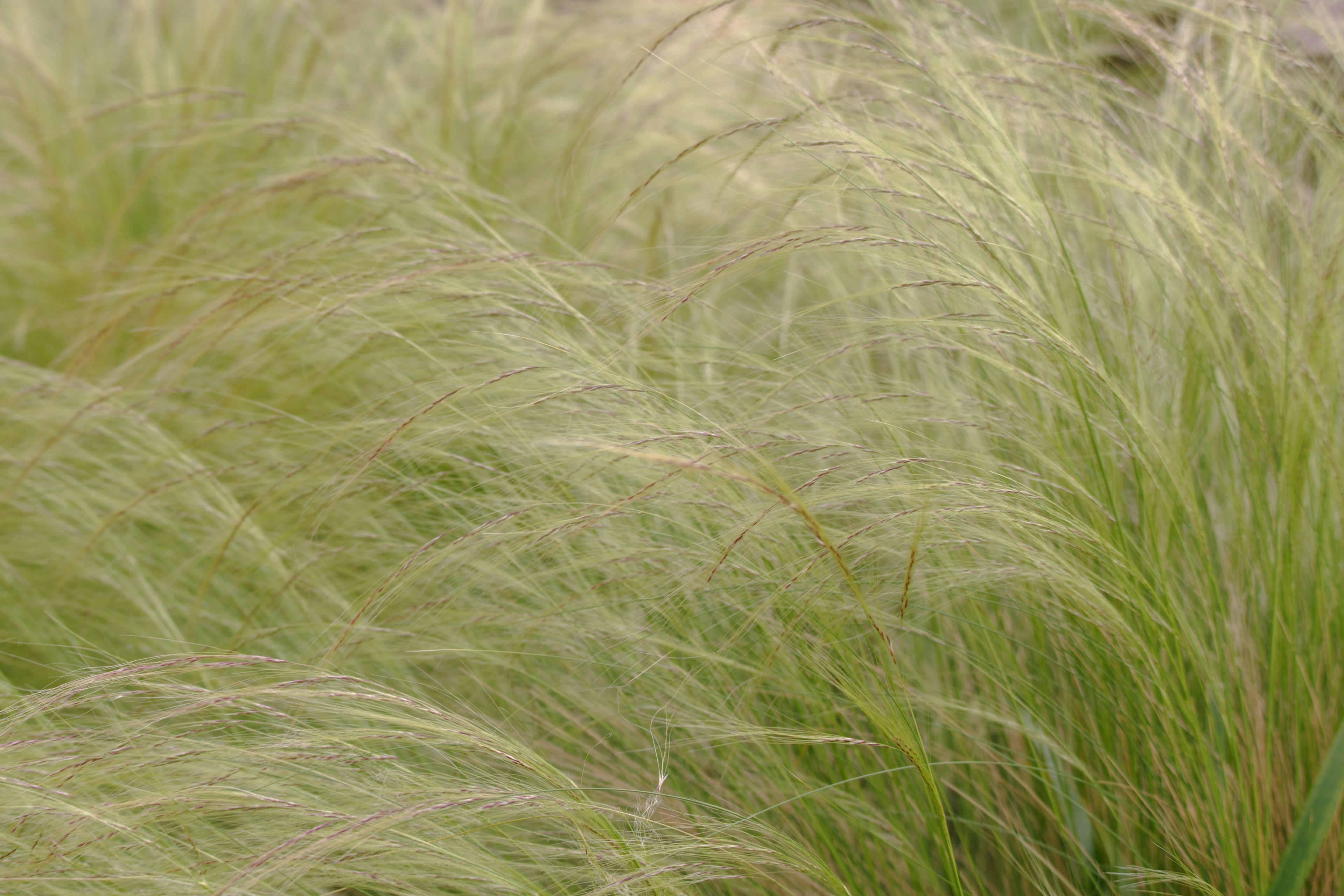 A field of green grass swaying in the wind