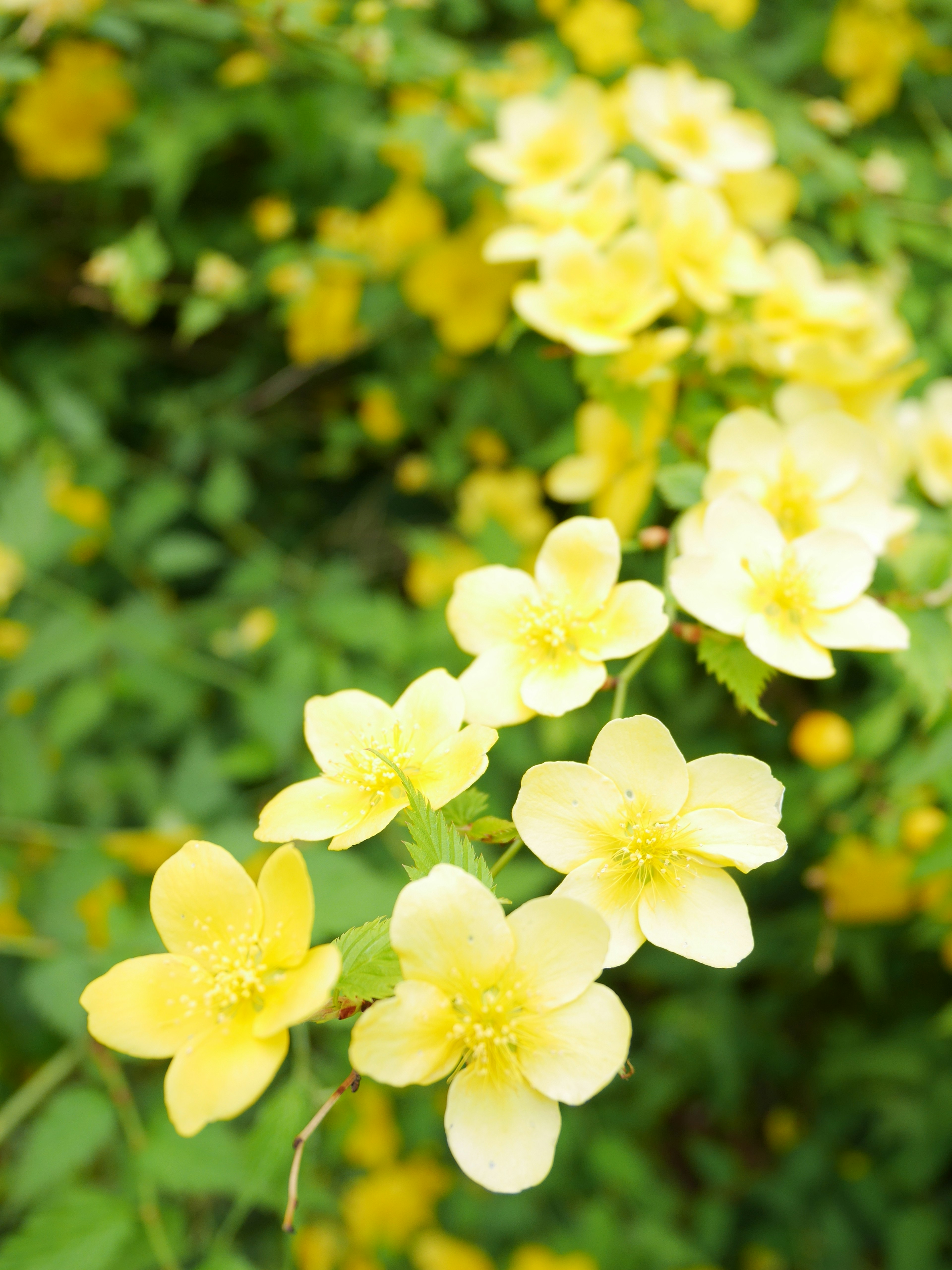 Gros plan de fleurs jaunes en fleurs sur fond vert