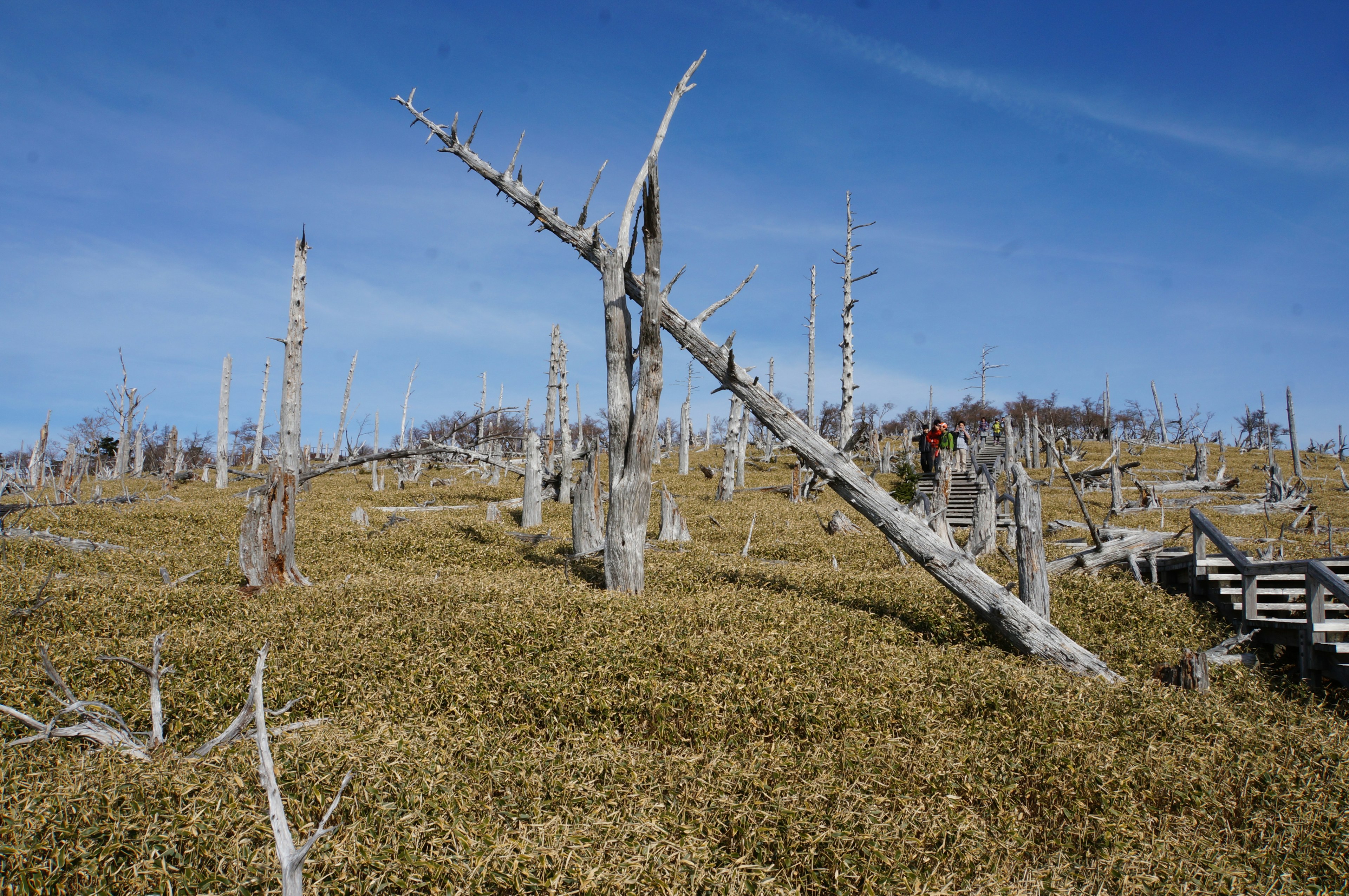 Landscape of dead trees in a grassy field under a blue sky