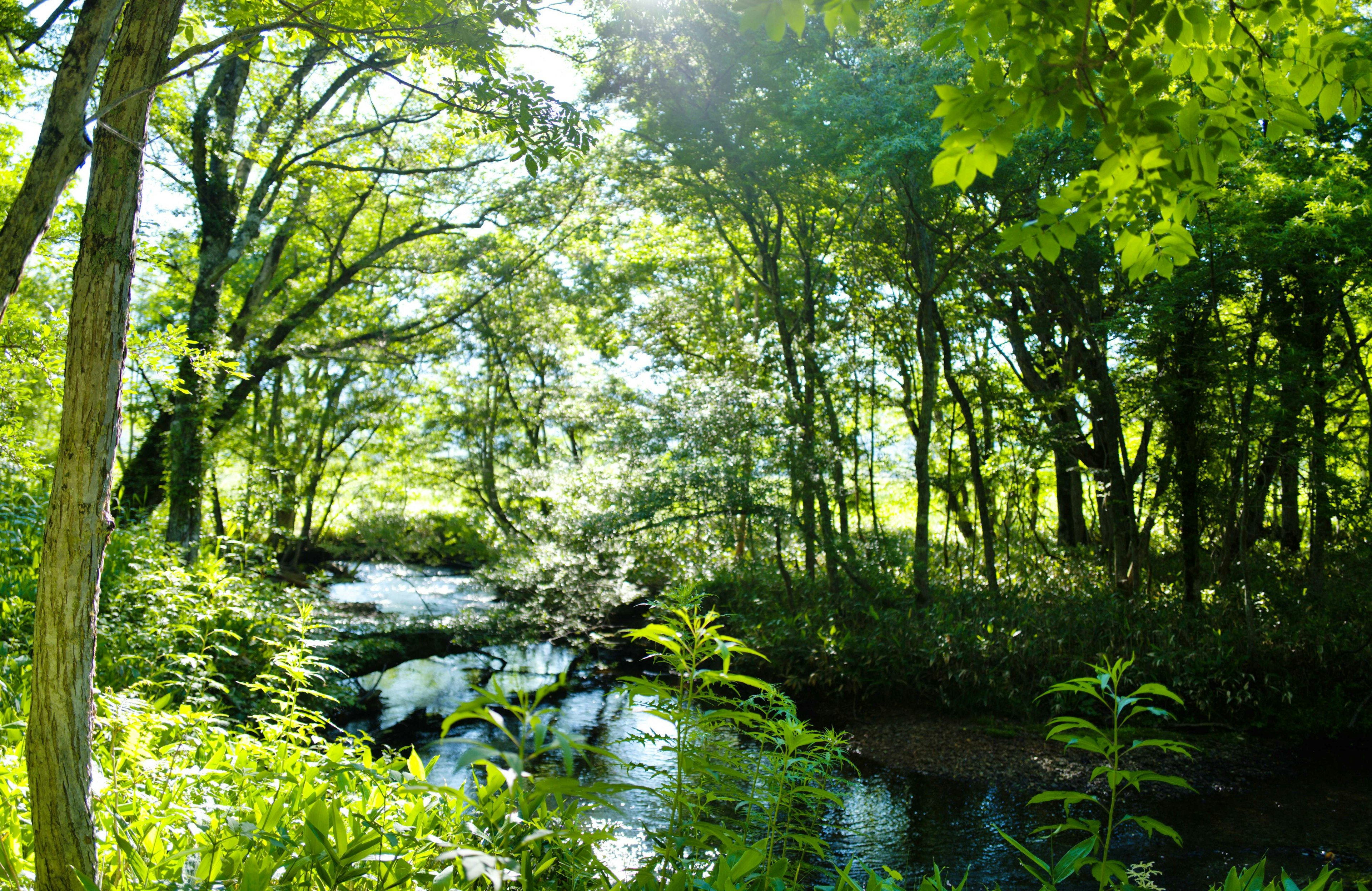 Scena di foresta lussureggiante con un torrente che scorre