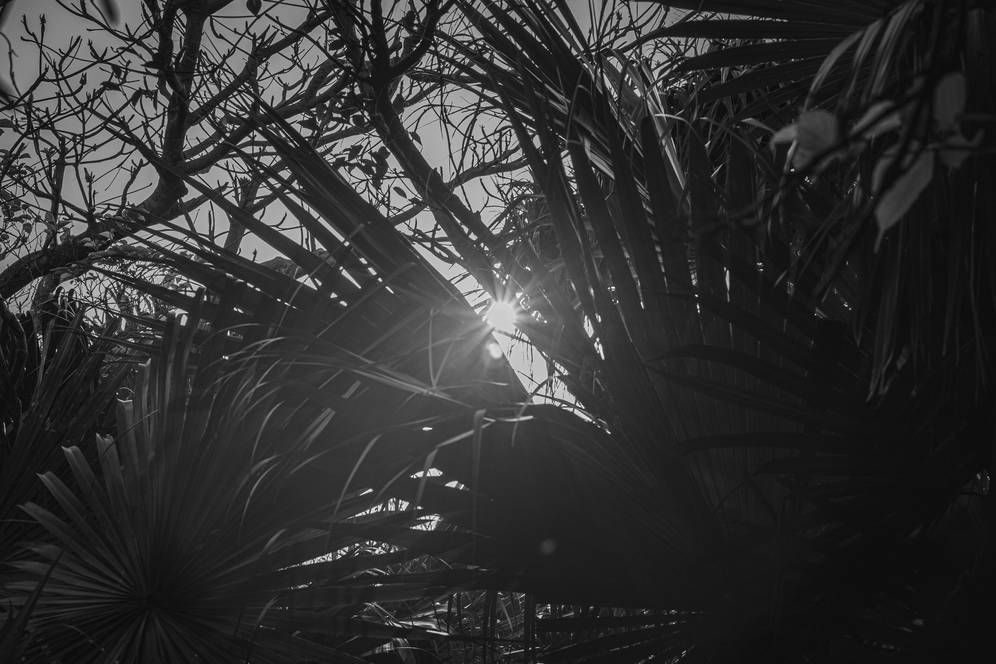 Silueta de plantas en blanco y negro con luz solar filtrándose