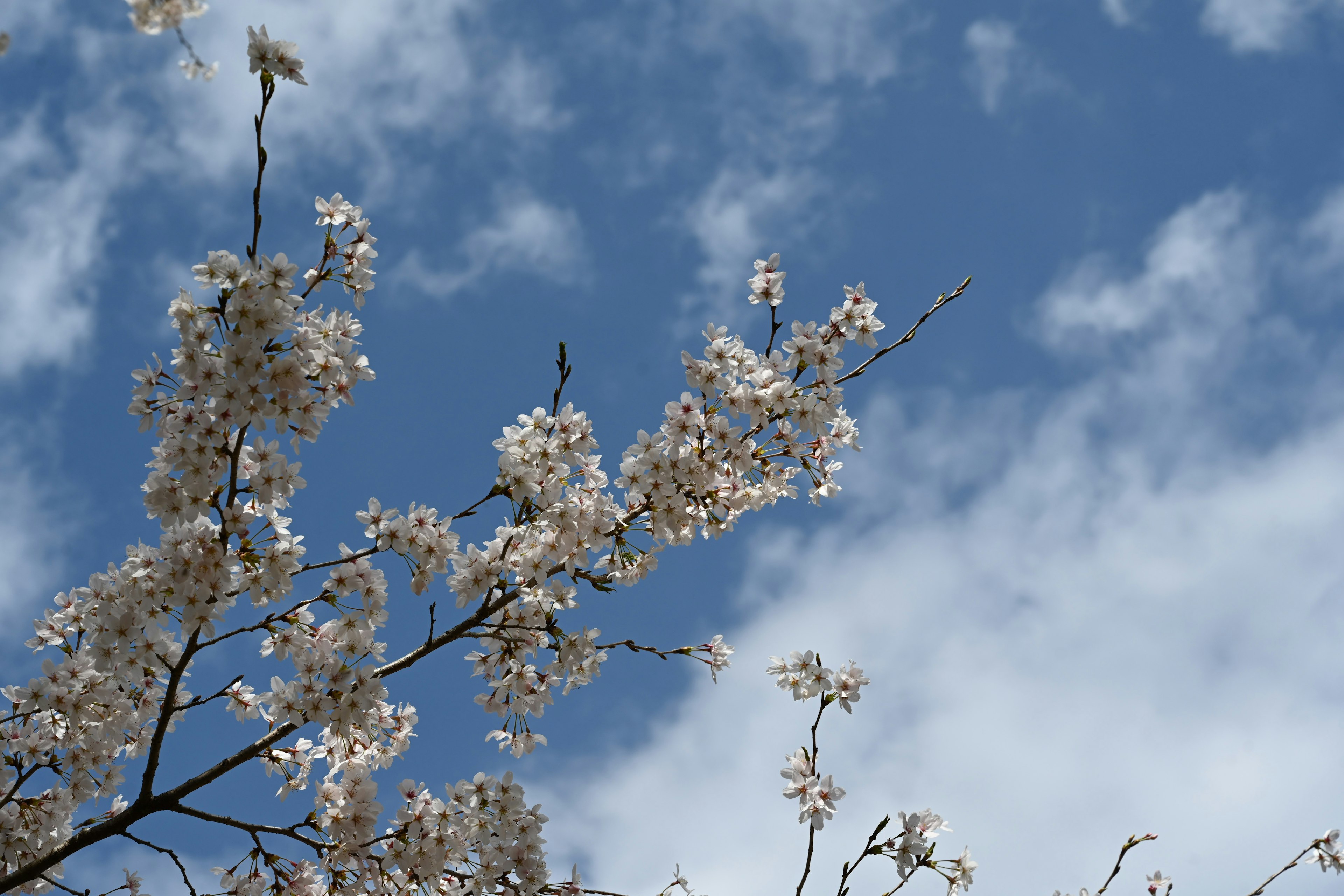 Branches avec des fleurs blanches sur un ciel bleu