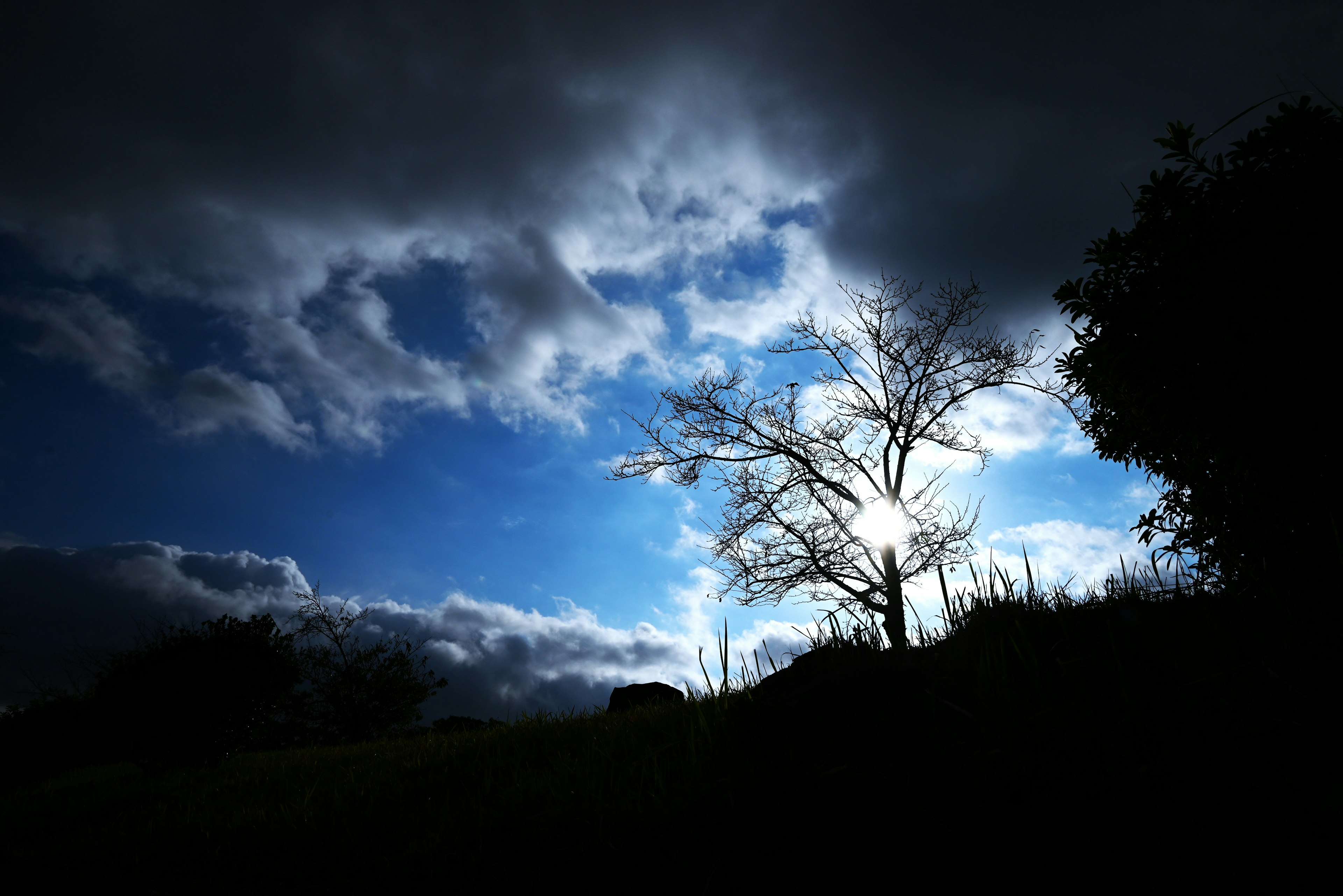 Silhouette of a tree against a dramatic blue sky and clouds