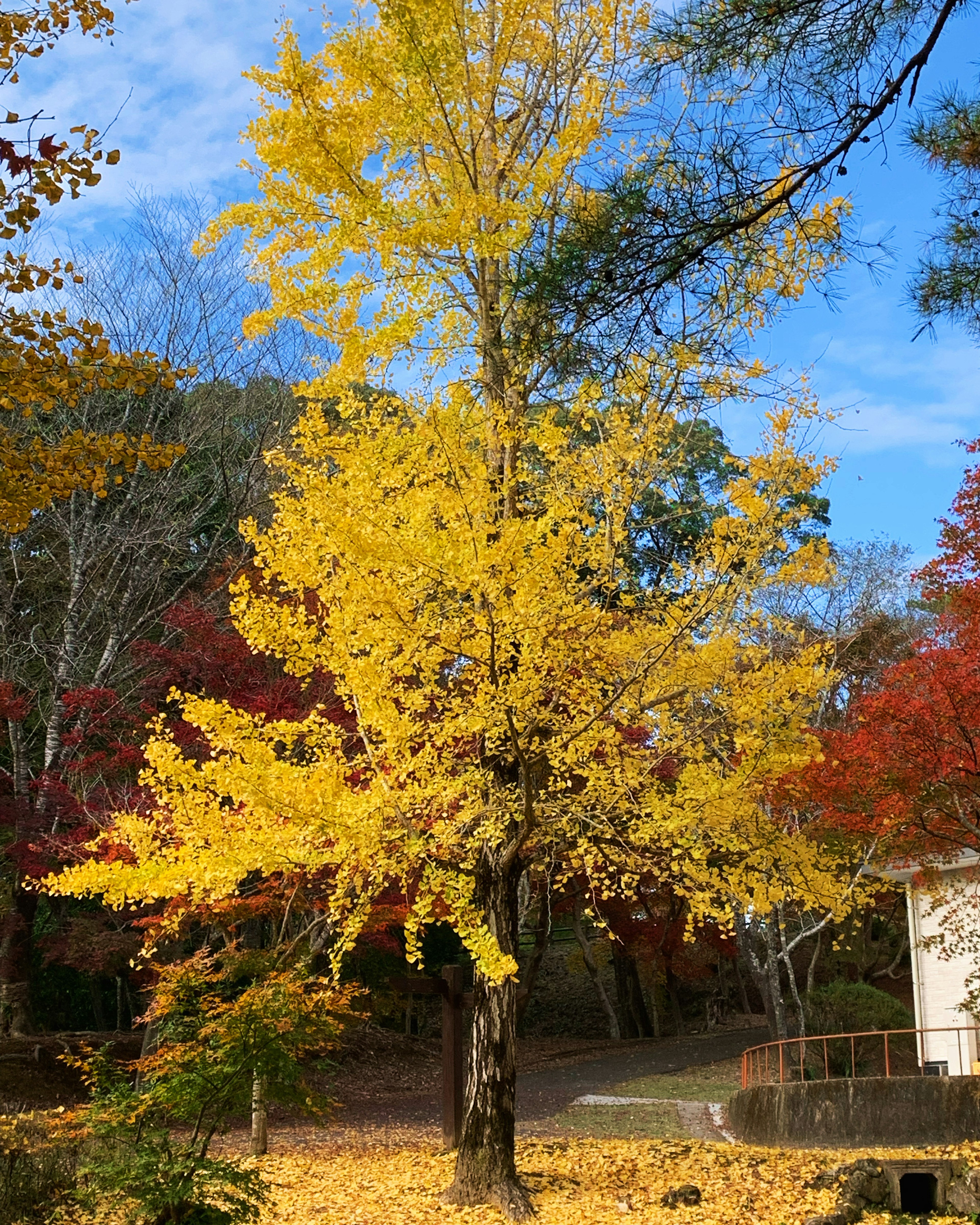 Ein lebhaft gelber Ginkgobaum umgeben von Herbstlaub