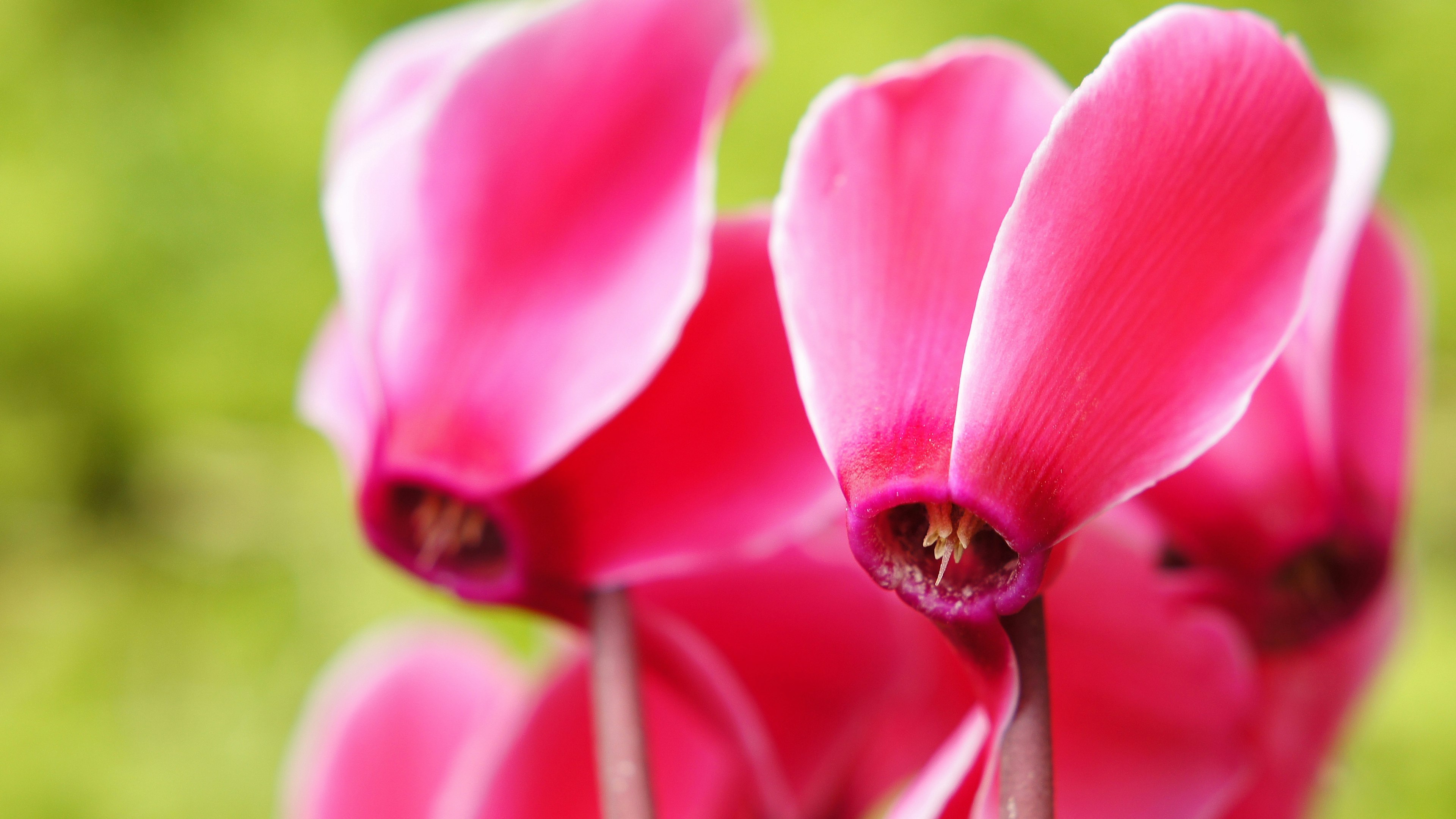 Fleurs de cyclamen roses vives en fleurs sur un fond vert