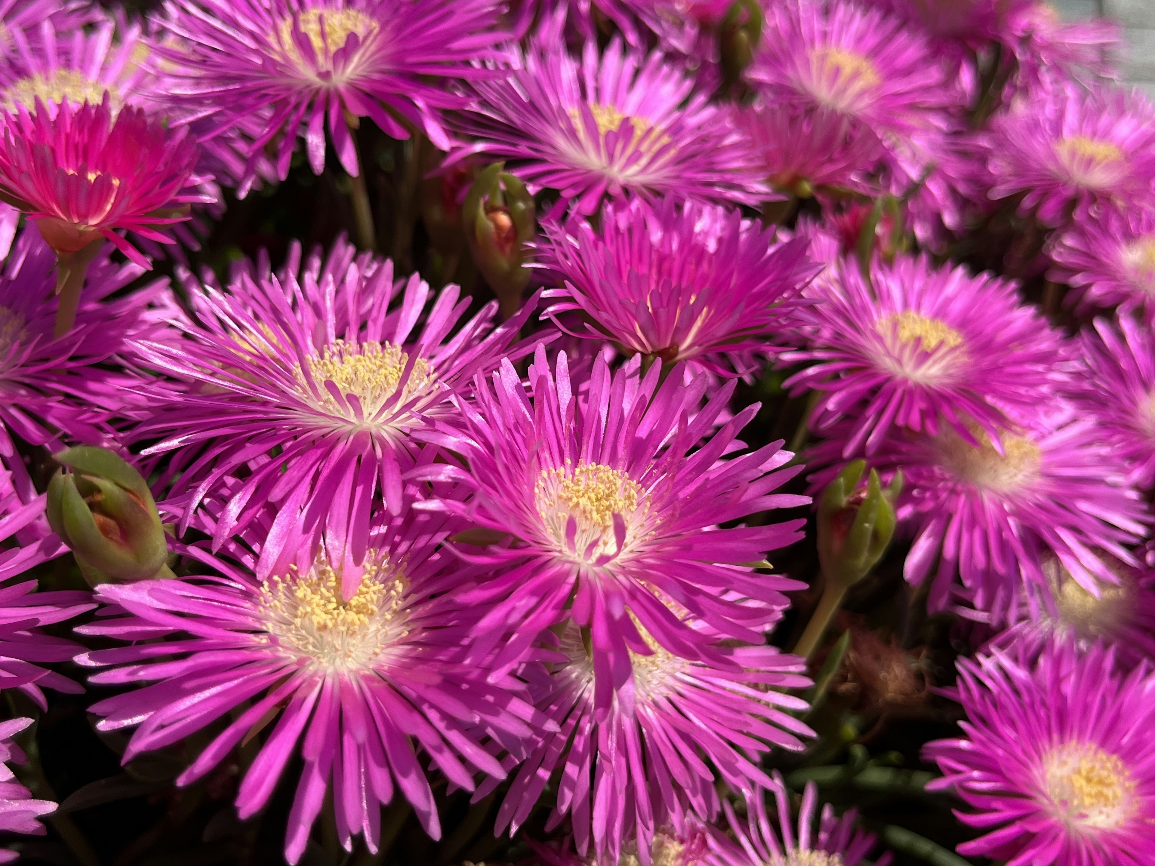 Lebendige rosa Blumen blühen in einer üppigen Anordnung