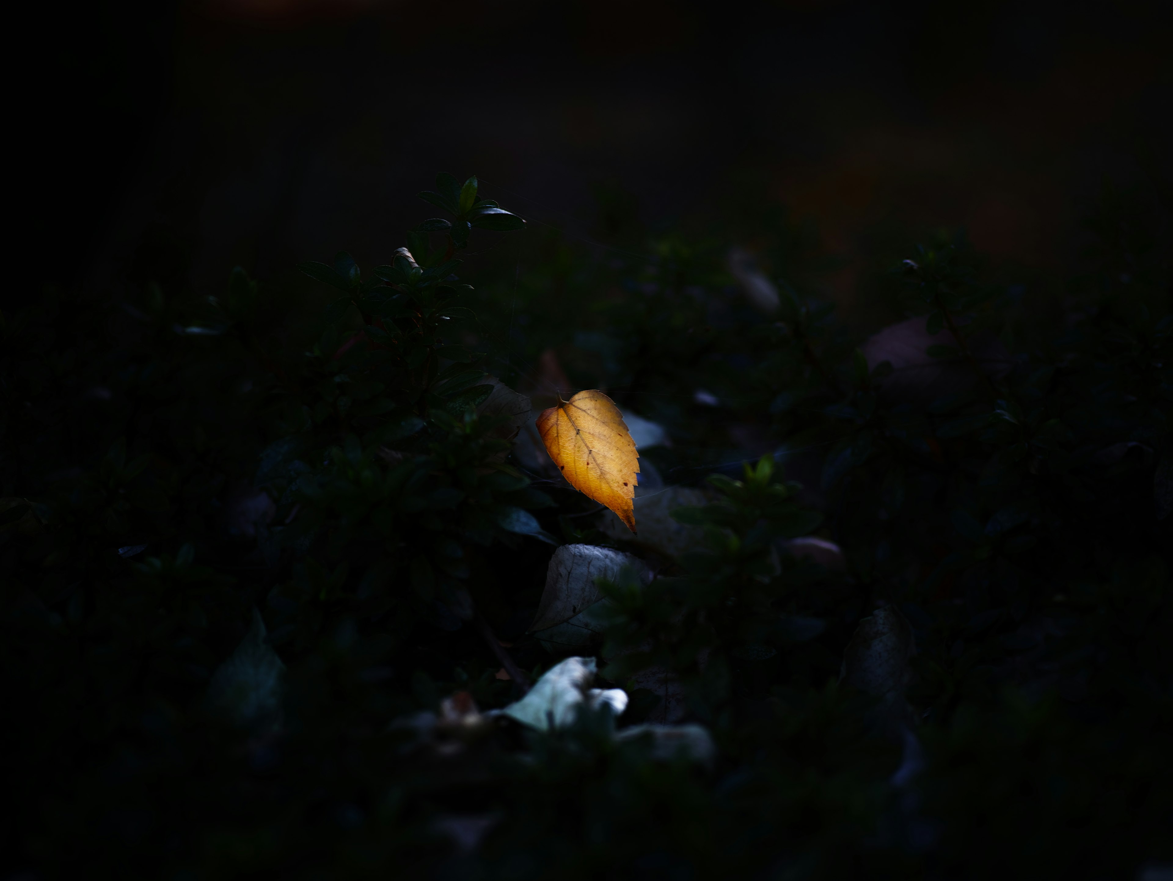 Contrast of a yellow leaf against dark background with stones