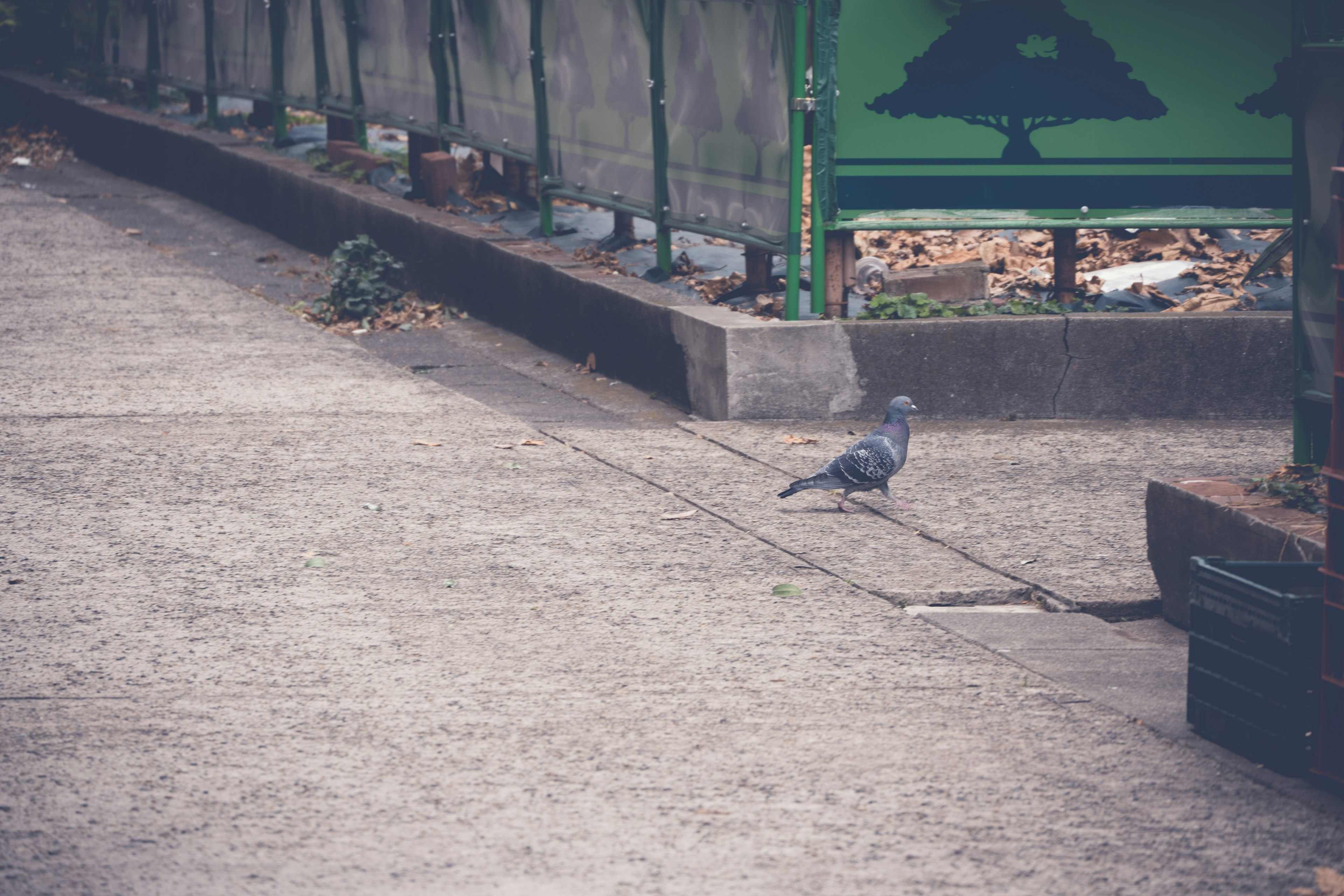 舗装された道を歩く鳩と緑の看板