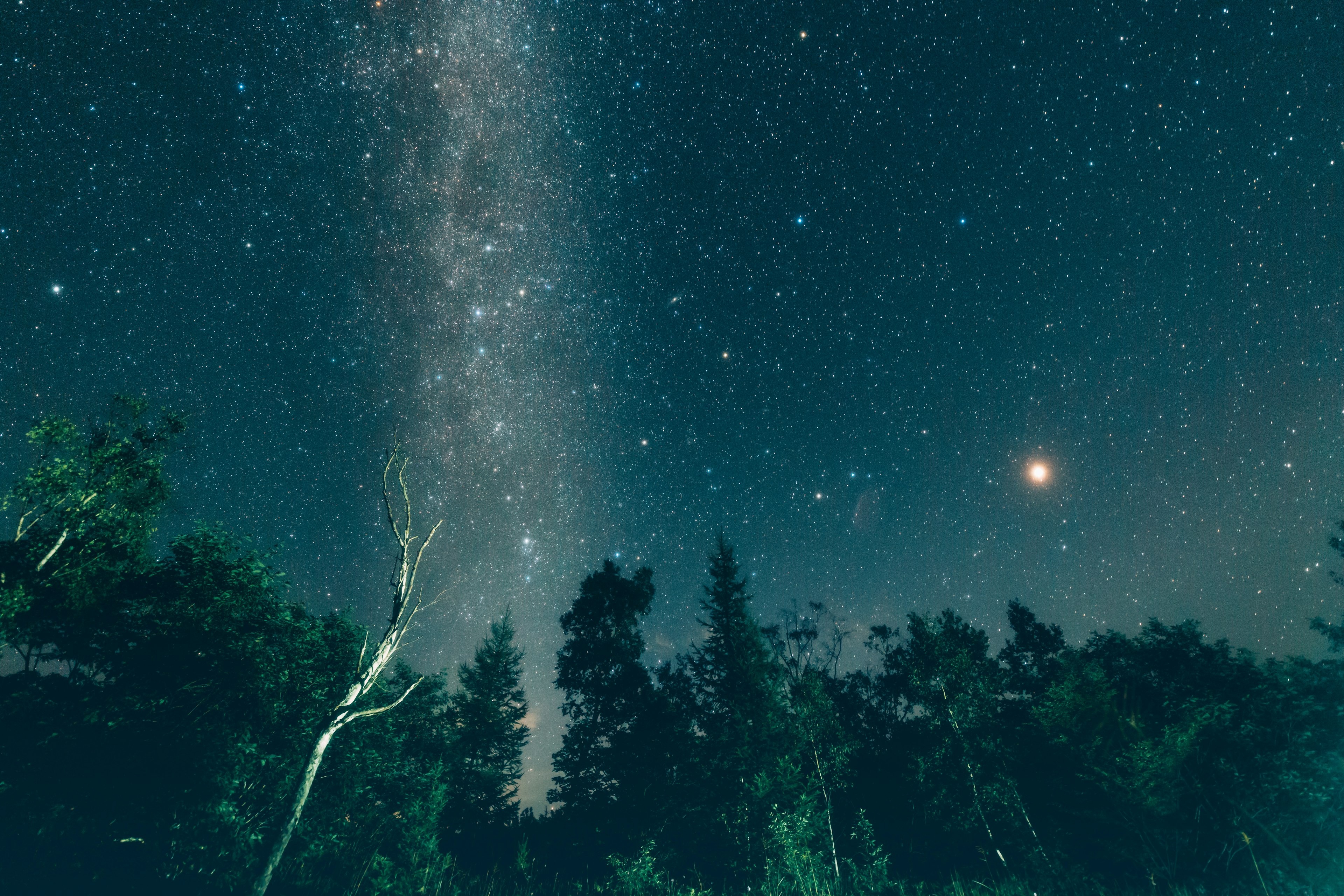 Un cielo notturno mozzafiato pieno di stelle e della Via Lattea con alberi in silhouette in primo piano