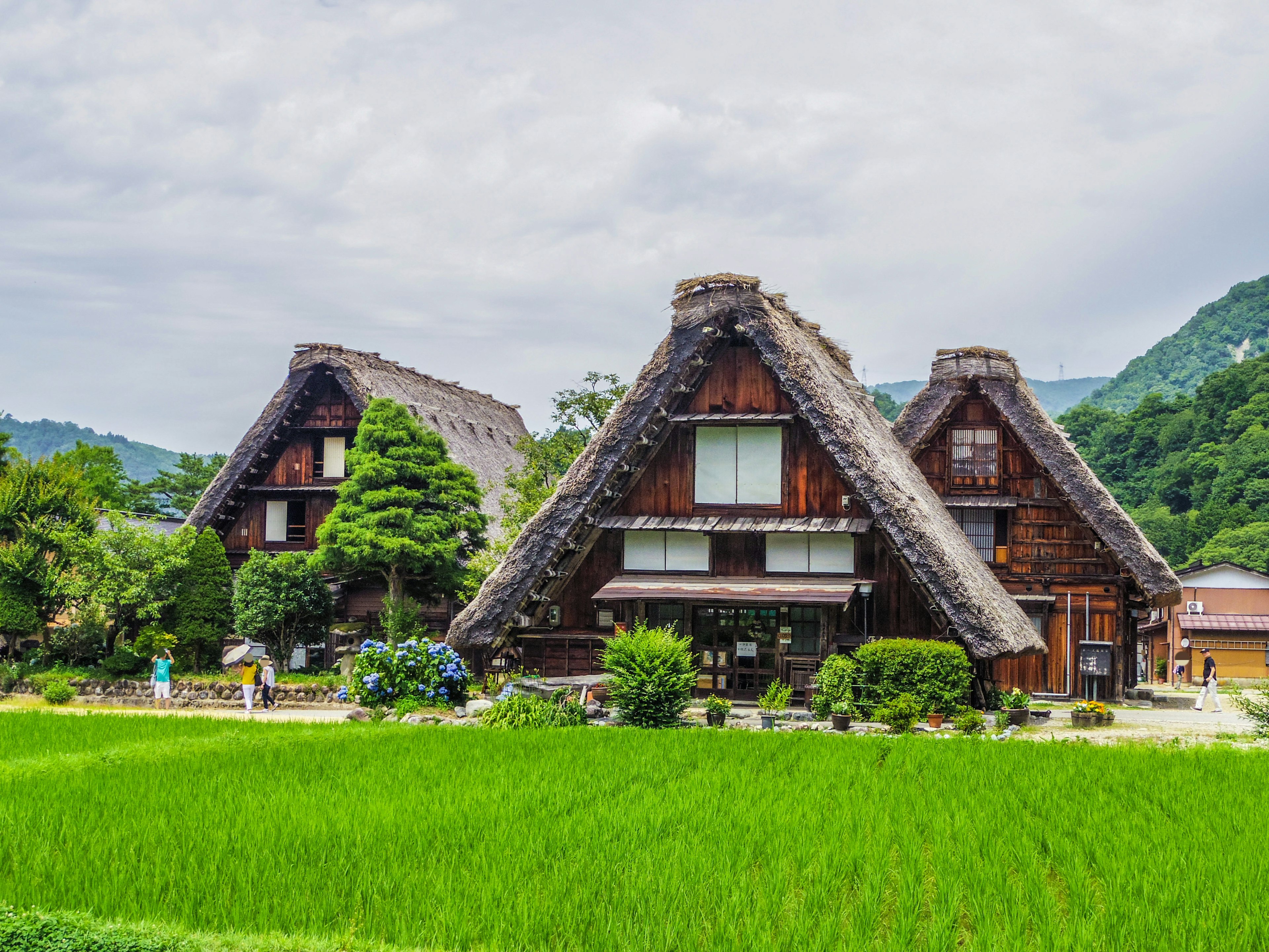 伝統的な合掌造りの家屋が並び、緑の稲田と山々が背景に広がる風景