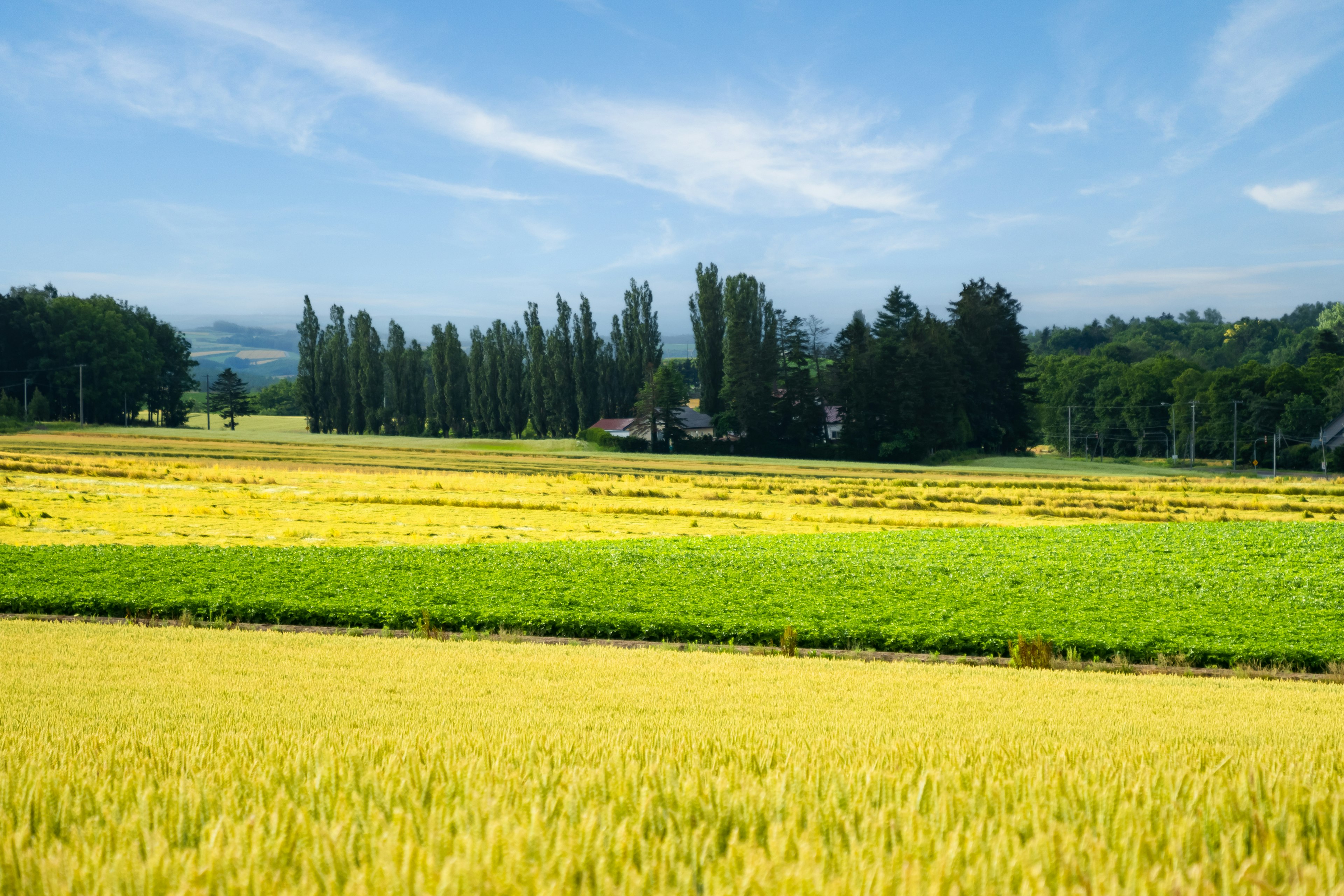 Paesaggio rurale verde e giallo con alberi e cielo blu