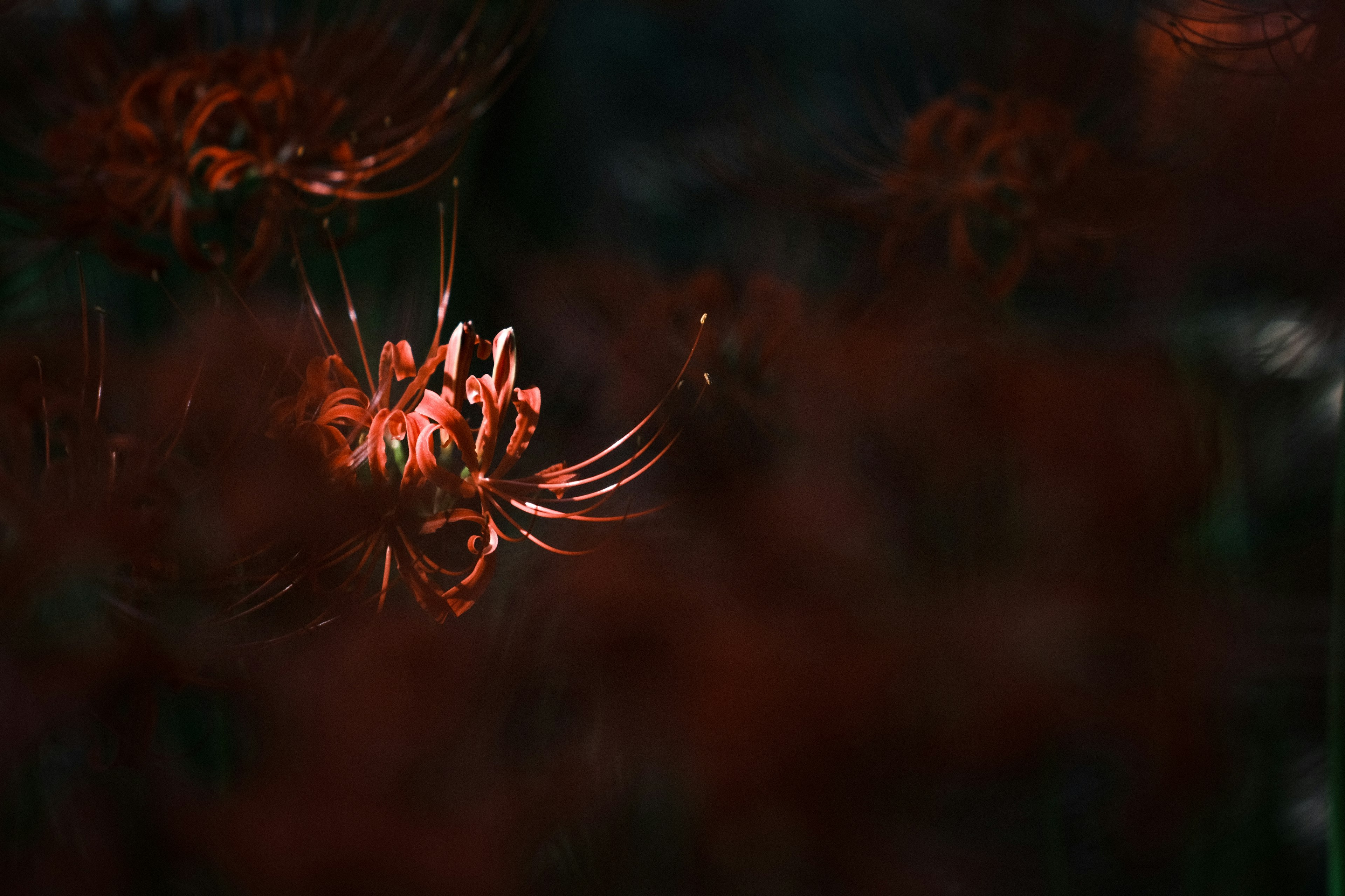 Rote Spinnenlilienblumen vor dunklem Hintergrund