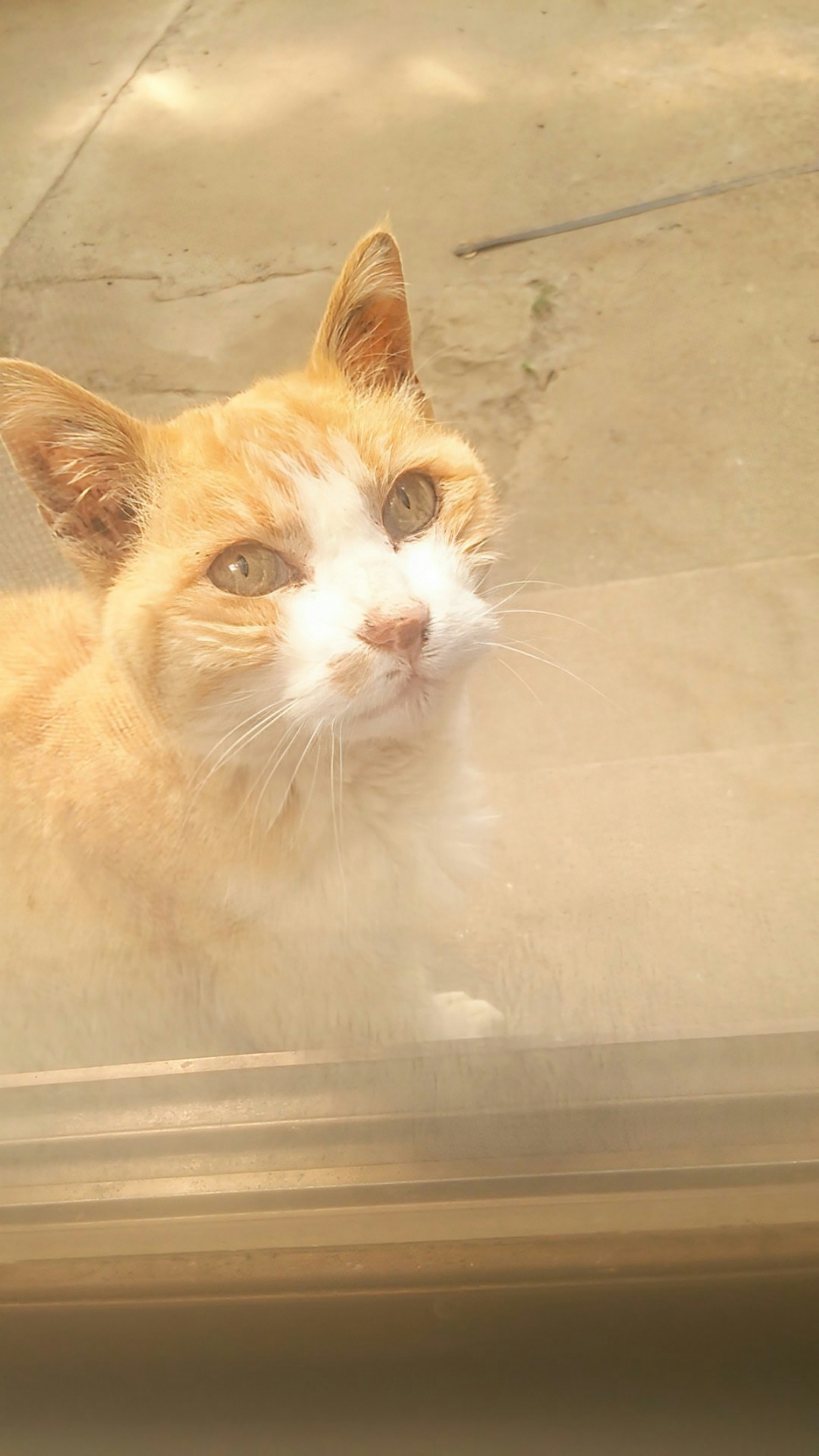 Eine orange Katze schaut durch ein Fenster