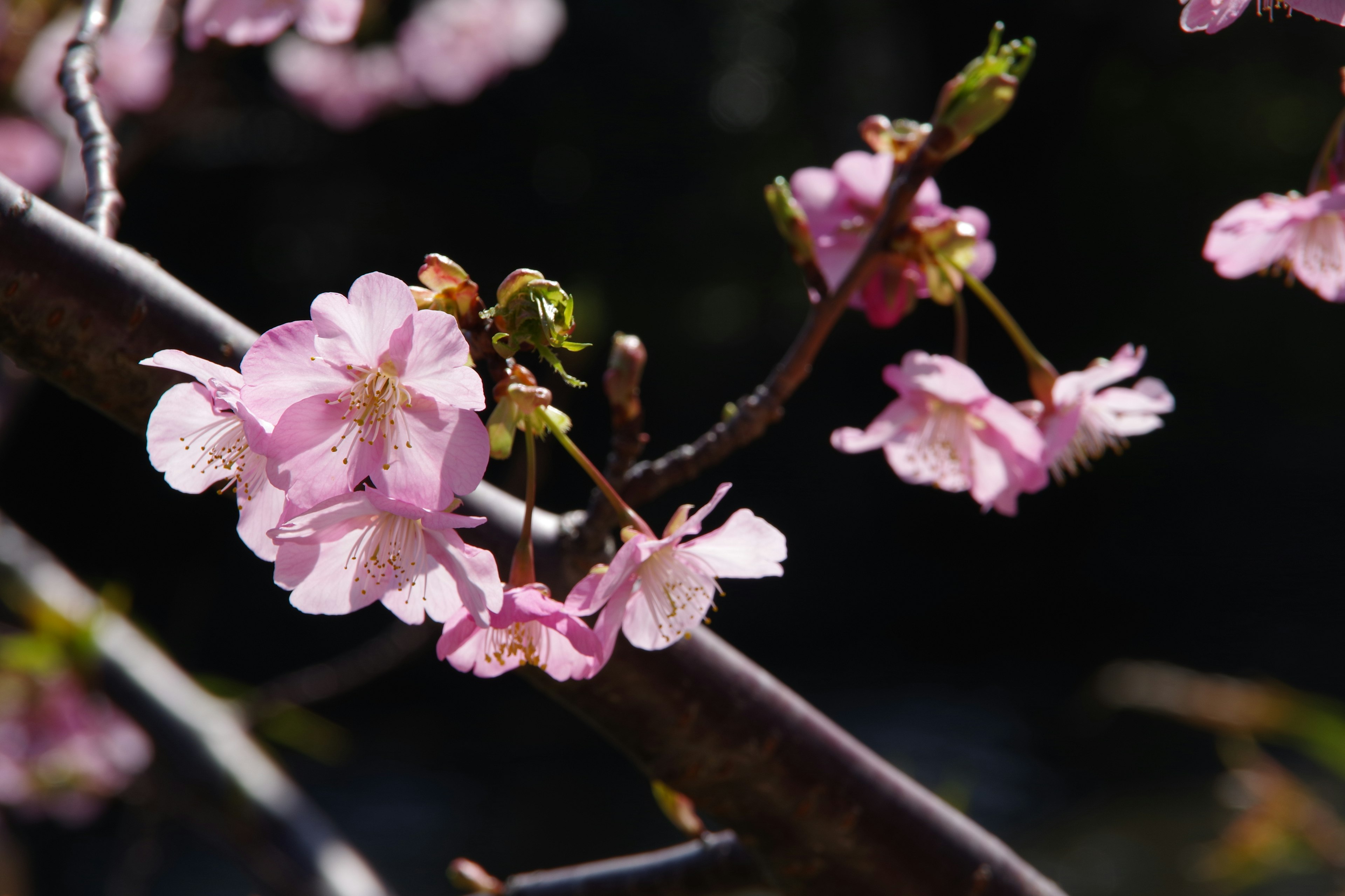 Primo piano di fiori di ciliegio su un ramo